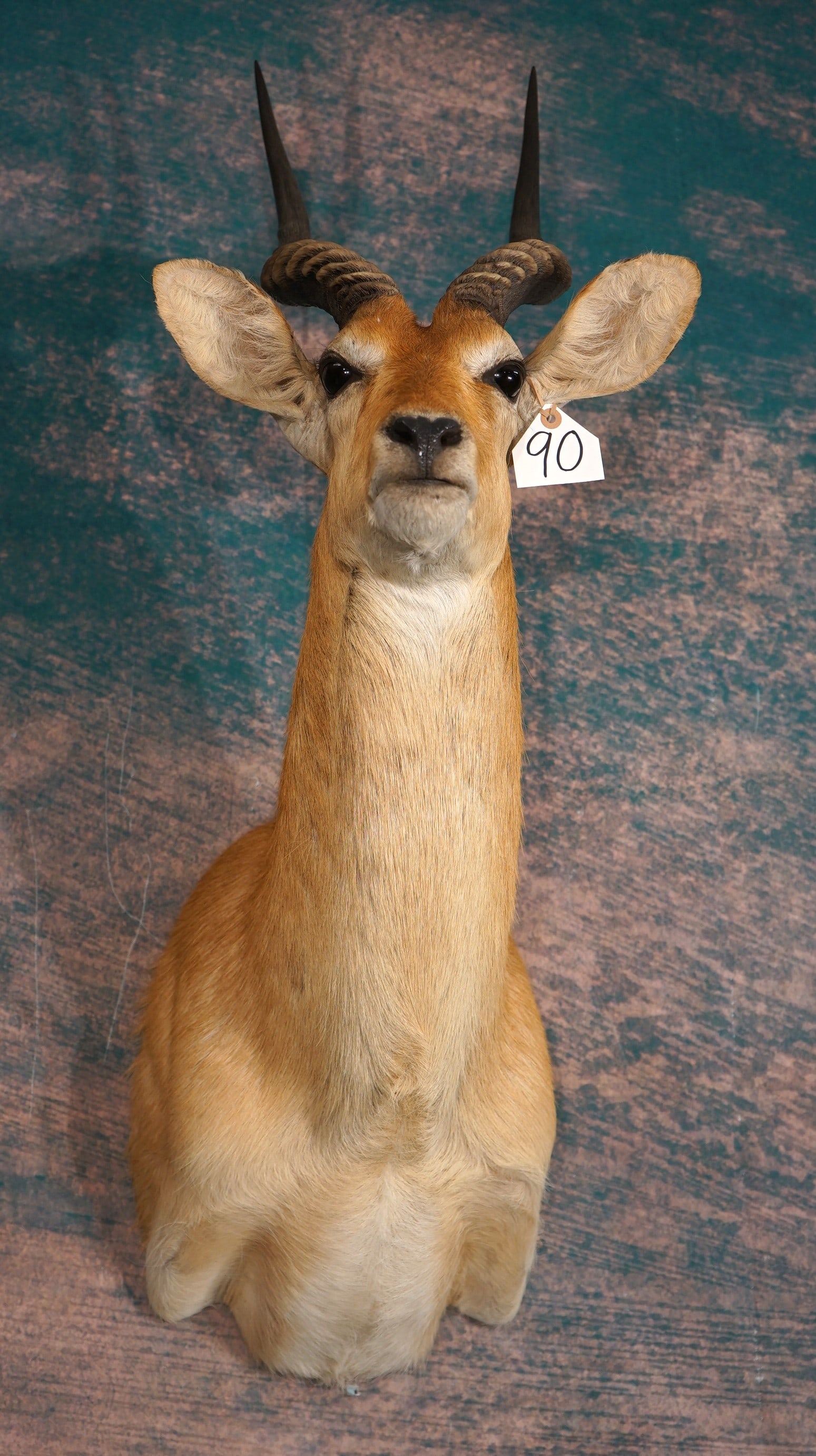 African Puku Antelope Shoulder Taxidermy Mount: This mount is clean and in excellent condition. This mount is very lifelike with very good expression. The taxidermy quality is outstanding, and this mount grades a high 9.75.