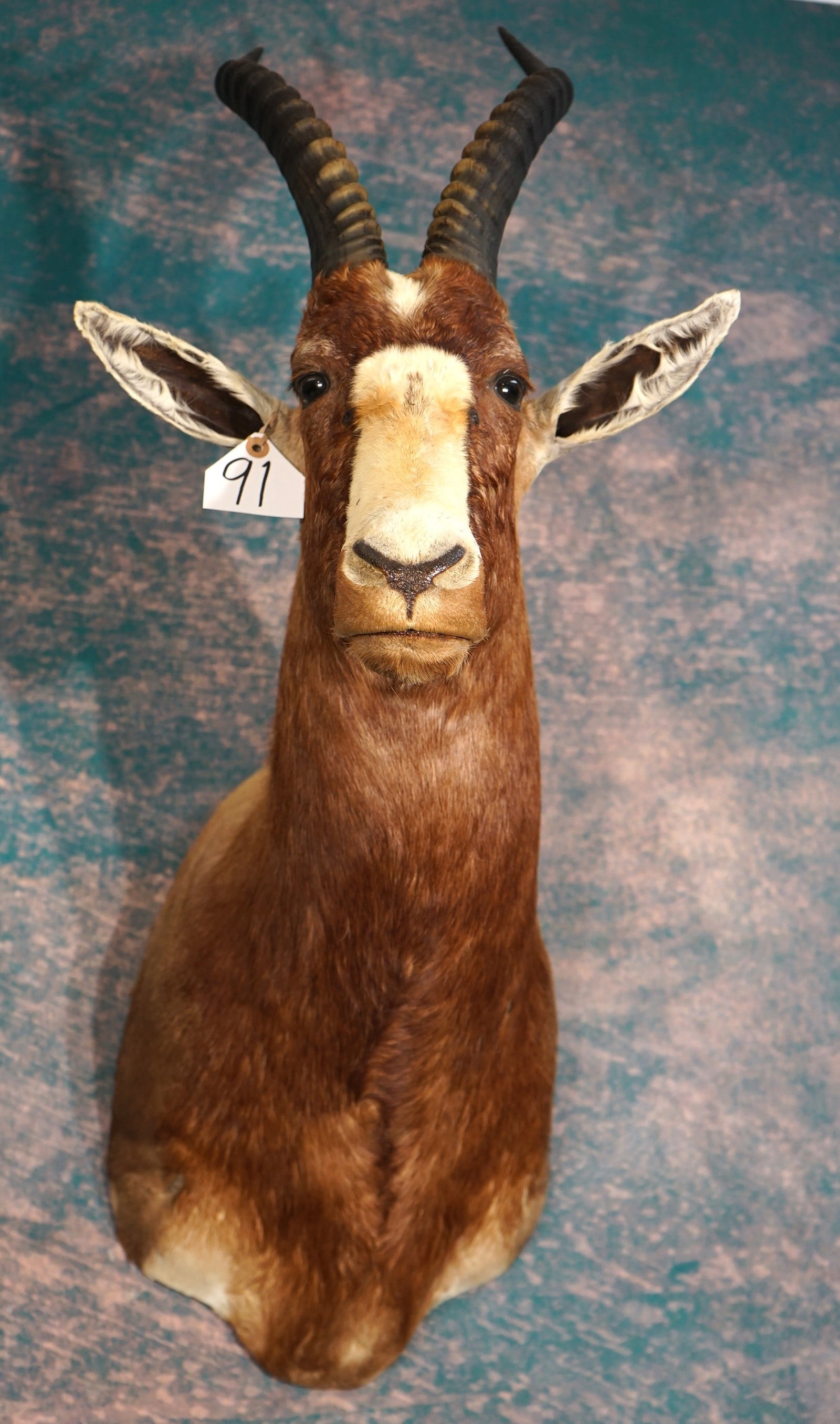 African Blesbuck Antelope Shoulder Taxidermy Mount: This is a clean mount that is in excellent condition. The taxidermy is very good, and this mount grades a 9.