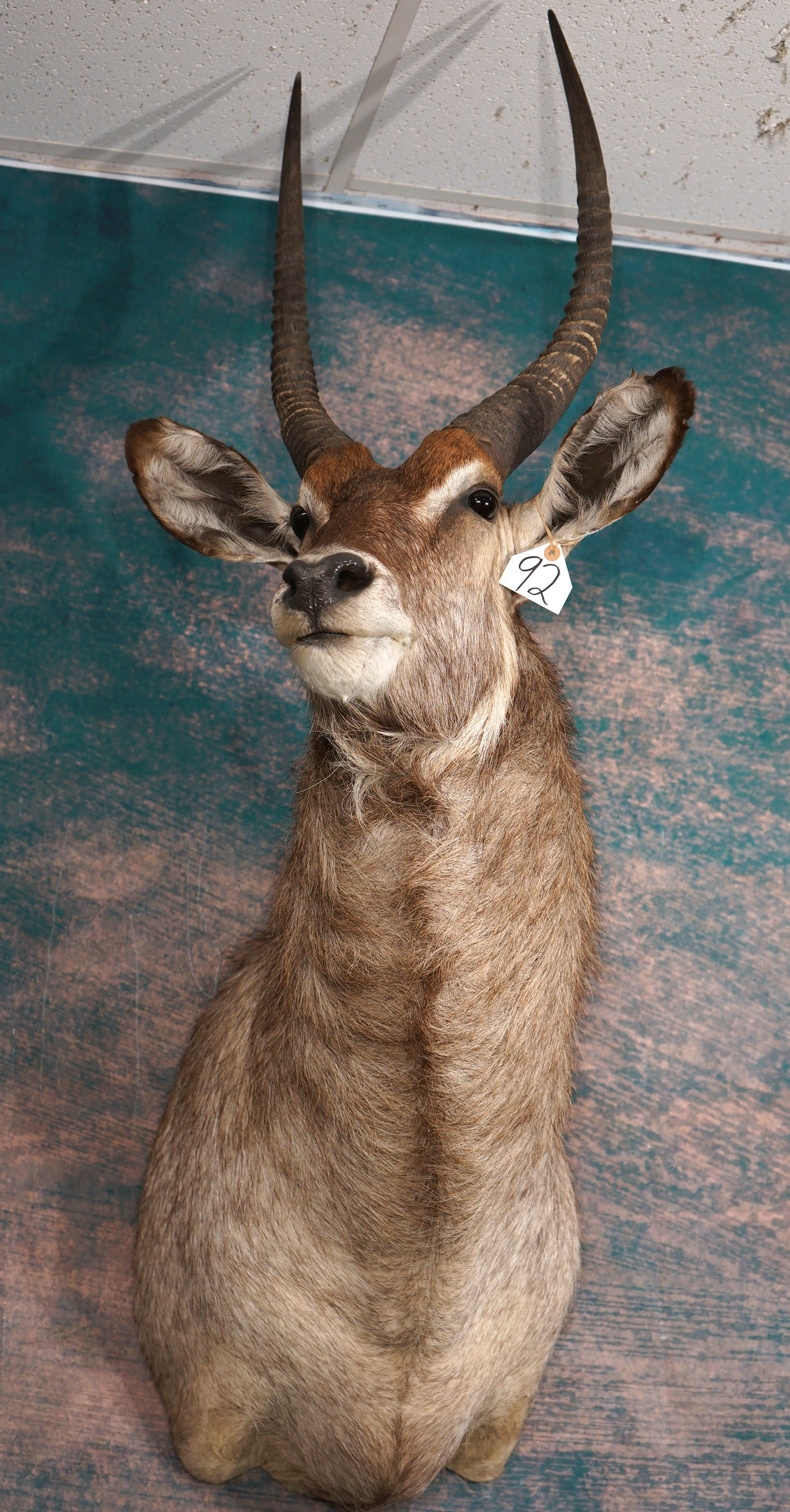 African Common Waterbuck Shoulder Taxidermy Mount: This mount is clean and it is in mint-like condition. The mount has a regal and lifelike appearance. The quality of the taxidermy is outstanding, and this mount grades a very high 9.85.