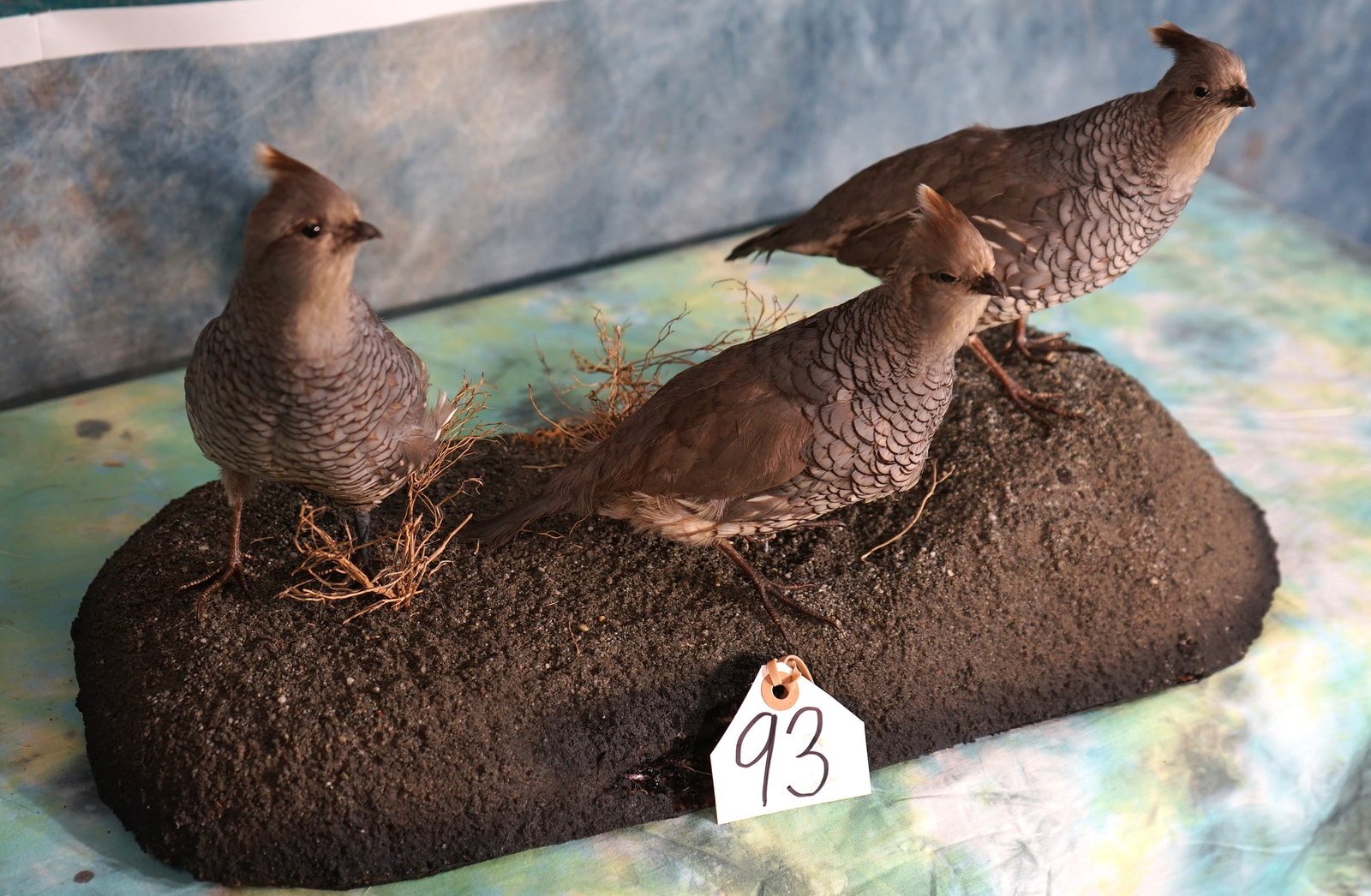 Three Blue Scaled Quail in Natural Habitat Taxidermy Bird Mounts: These three Quail are clean and they are in excellent condition. They are very lifelike with excellent taxidermy quality. The habitat is very well done and this mount grades a very high 9.85.