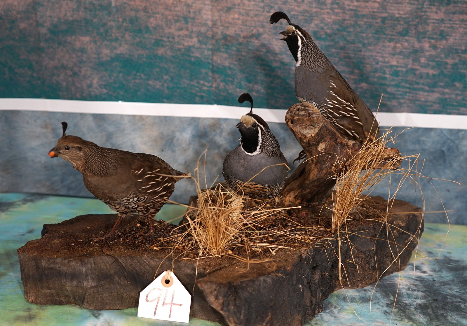 Three California Quail in Habitat Taxidermy Bird Mounts: These Quail are clean and in excellent condition. The quality of the taxidermy is outstanding as well as the habitat construction. This mount grades a solid 10.