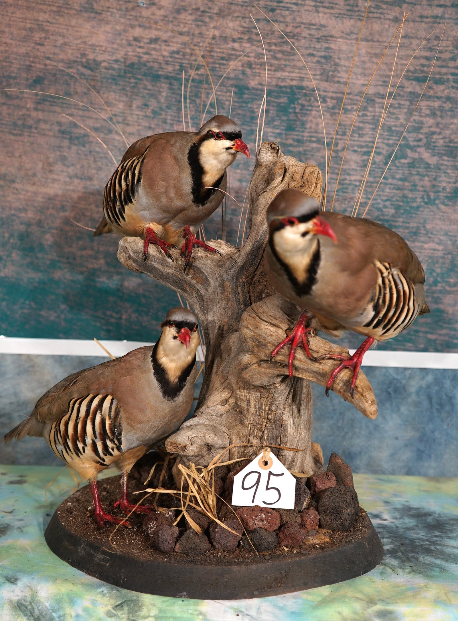 Three Chukar Partridge in Natural Habitat Taxidermy Bird Mounts: These mounts are clean, lifelike, and in excellent condition. The habitat is very well done, and the quality of the taxidermy is outstanding. This mount grades a perfect 10.