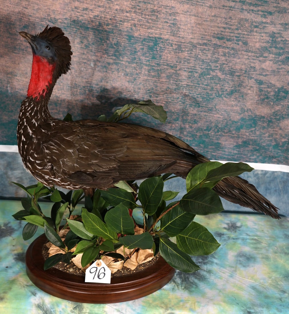 Gorgeous Crested Guan Taxidermy Bird Mount