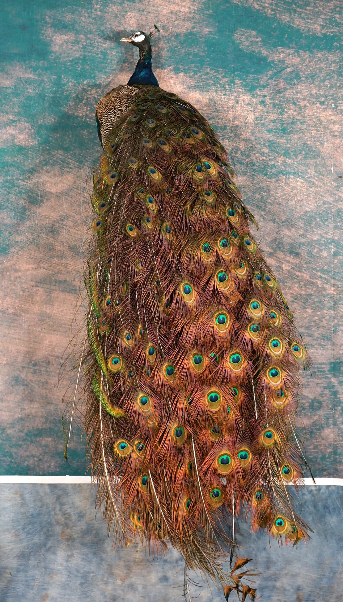 Brand New Indie Blue Peacock Full Body Taxidermy Bird Mount: This mount is new, lifelike, and clean. From top of its head to the tip of the tail is 64" long. The Peacock was just recently mounted. The colors are vibrant and brilliant. The taxidermy quality is e