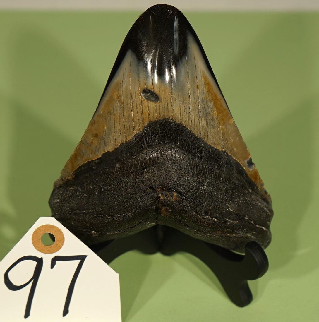 Beautifully Highly Polished Megalodon Prehistoric Fossil Shark Tooth (1 of 3)