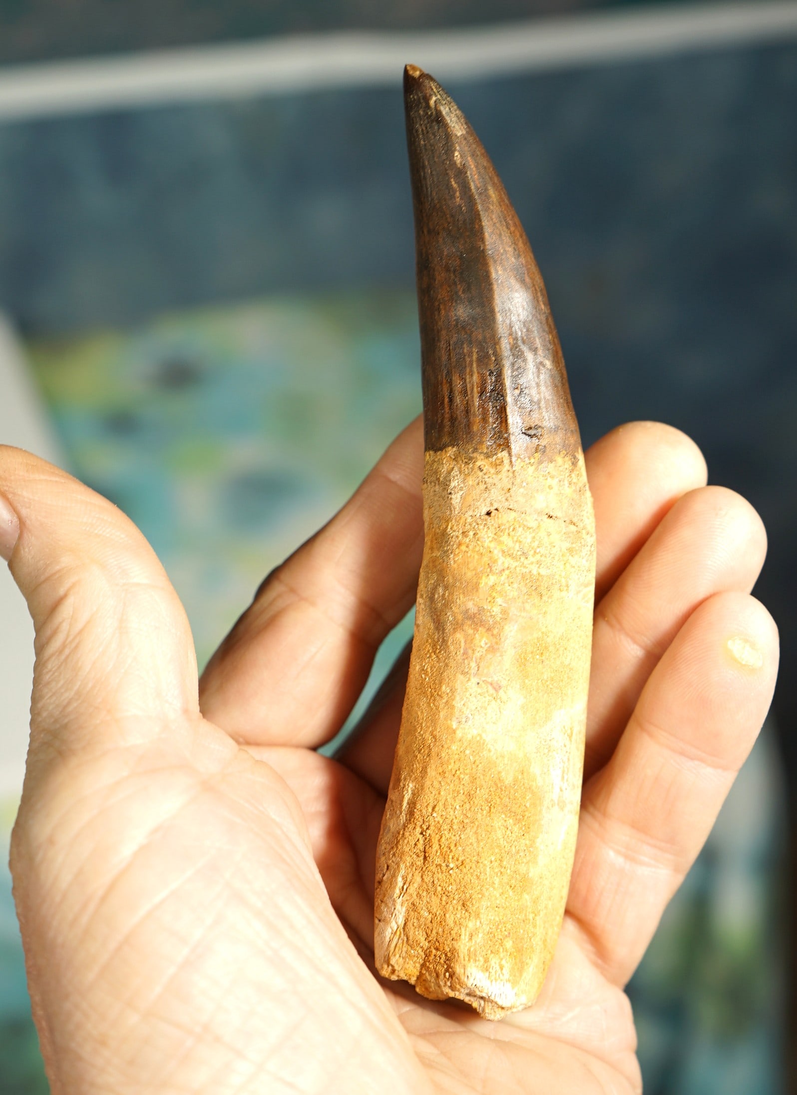 Extra Large Authentic & Exceptional Spinosaurus Dinosaur Fossil Tooth: This tooth measures 6" long on a straight line, and 6 5/16" over the outer curve. This tooth is exceptional in quality and size. The tooth retained all of its enamel and most of the root. This is a Mu