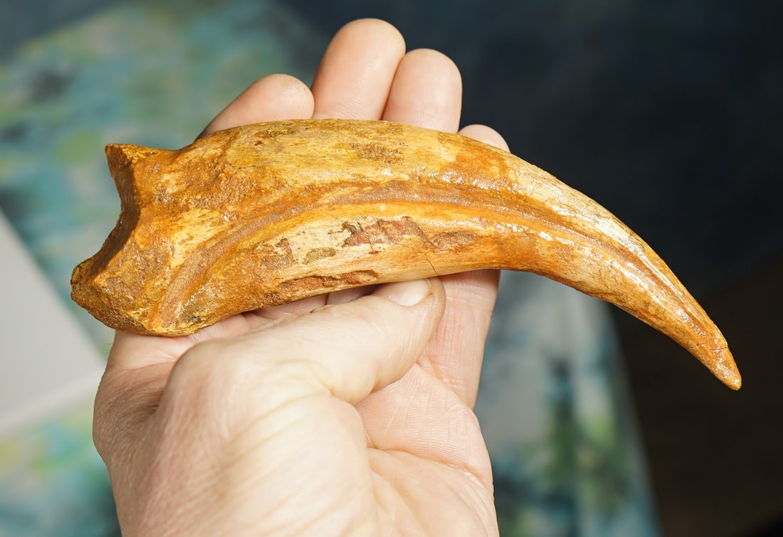 Rare! Authentic Spinosaurus Dinosaur Fossil Hand Claw (1 of 4)