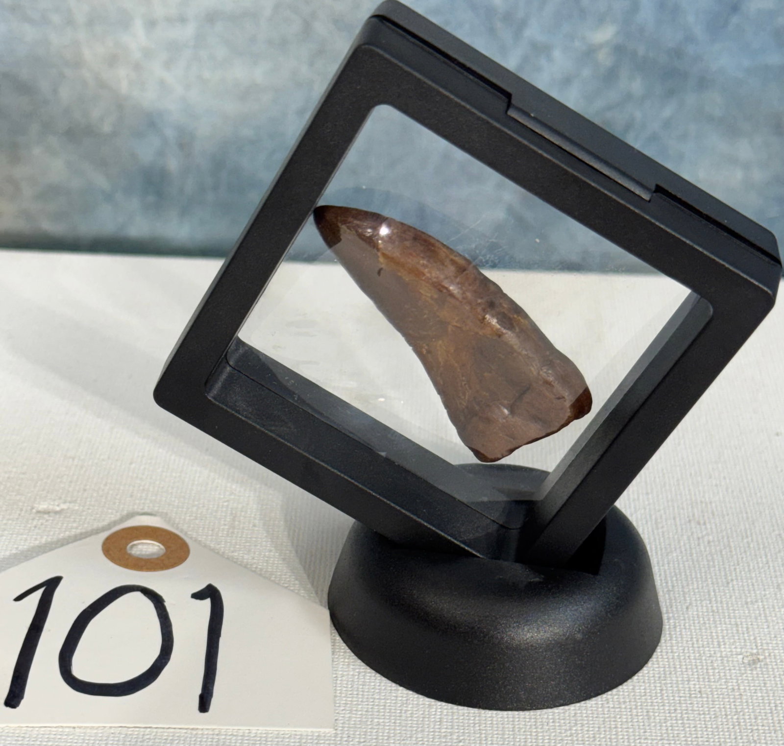 Authentic T-Rex Dinosaur Fossil Tooth in Display Case (1 of 7)