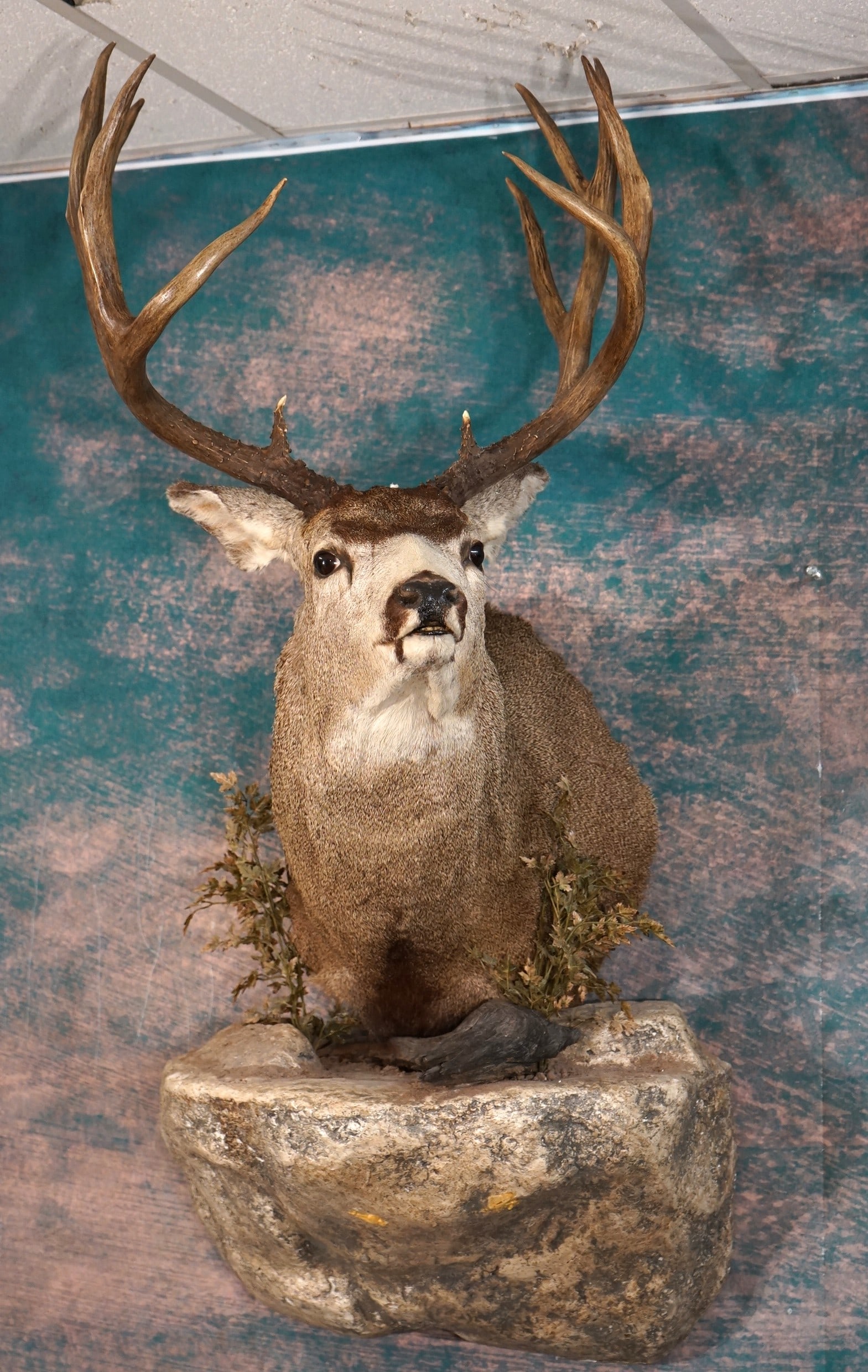 Very Nice Mule Deer Shoulder Mount with Habitat Taxidermy: This mount is clean and in excellent condition. The habitat base is attractive and well done. This Buck is a good 6 x 6 counting the brow tines. The quality of the taxidermy grades a very high 9.35.