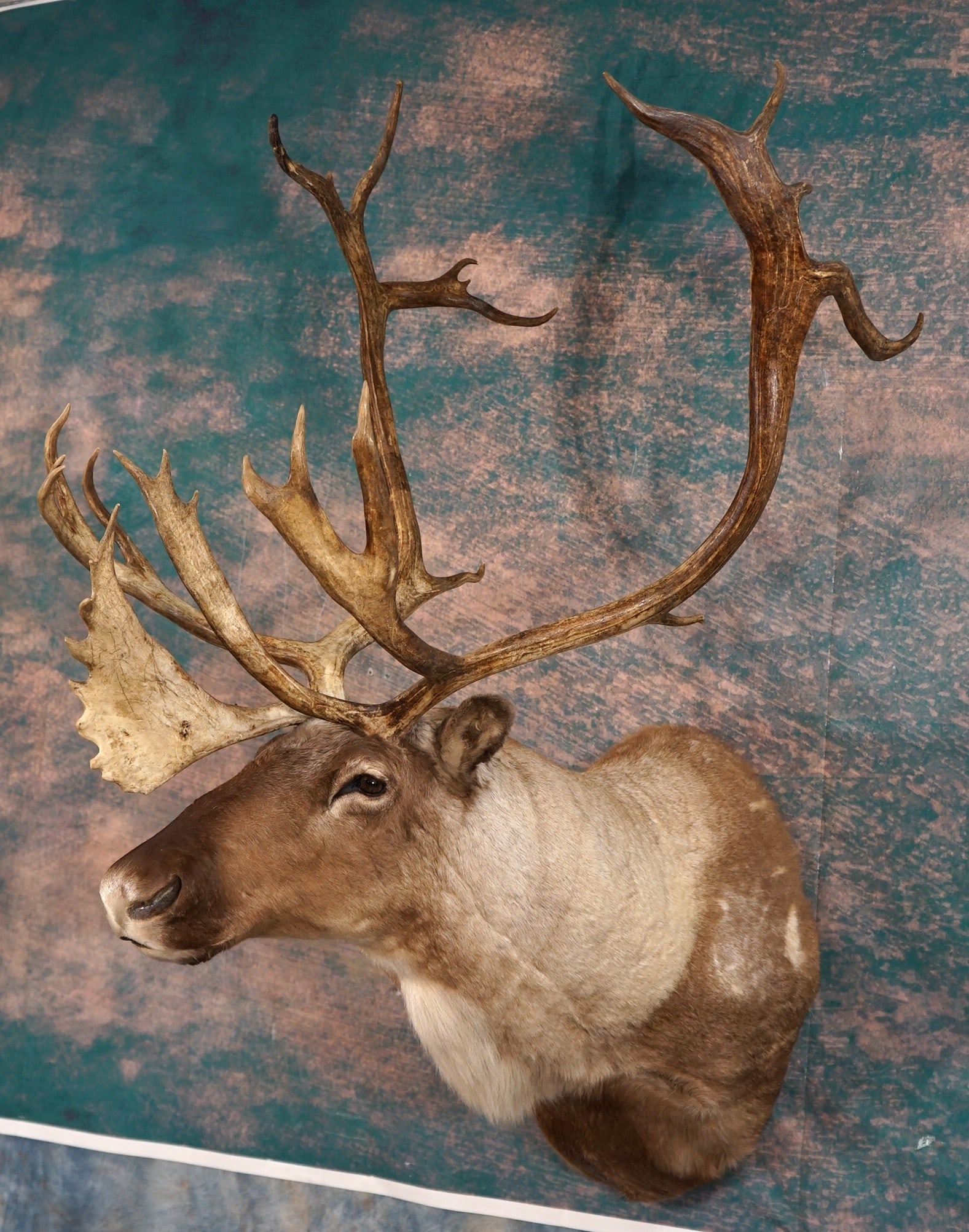 Barren Ground Caribou Shoulder Taxidermy Mount