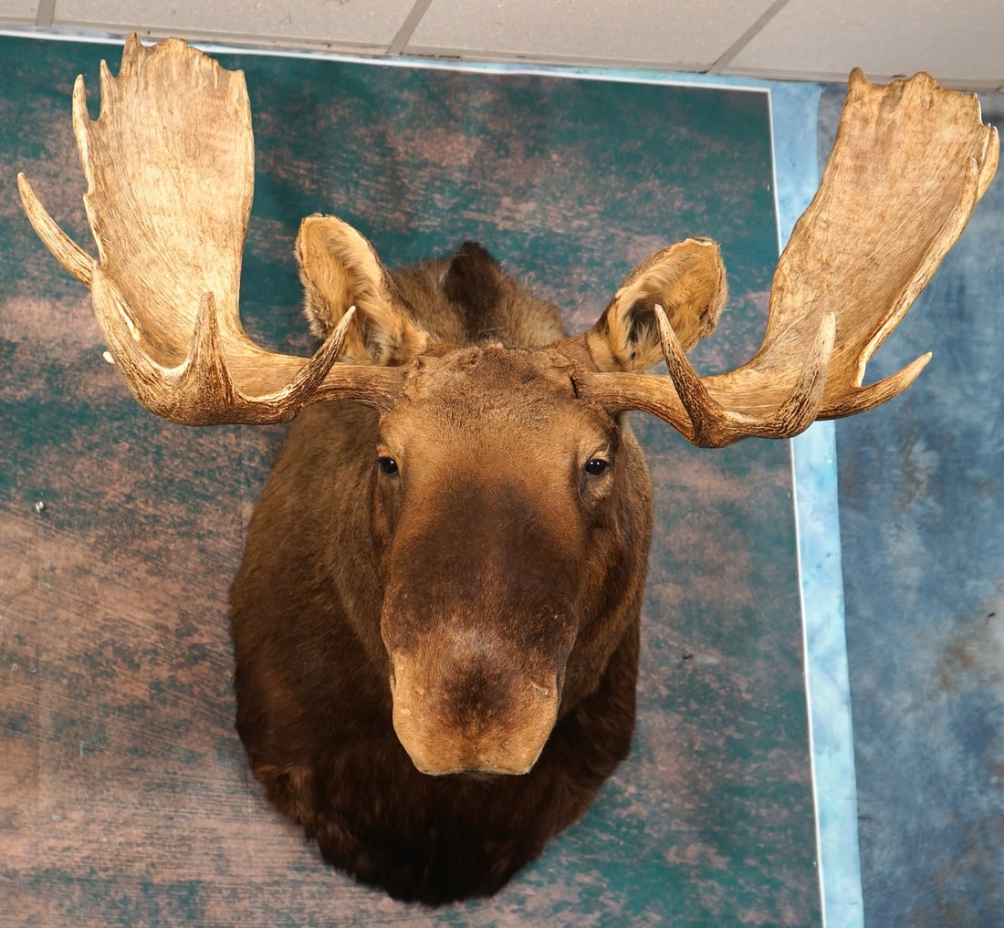 Canadian Moose Shoulder Taxidermy Mount: This mount is clean and in excellent condition. This is a mature Bull with excellent quality, and lifelike taxidermy quality. This mount grades a very high 9.5.