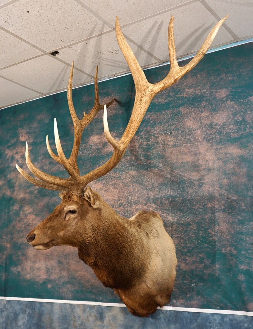 7 x 6 Elk Shoulder Taxidermy Mount: This is a clean mount that is in excellent condition. This mount has removable antlers for easy hanging and shipping. The mount is lifelike and has good expression. The taxidermy quality is excellent 