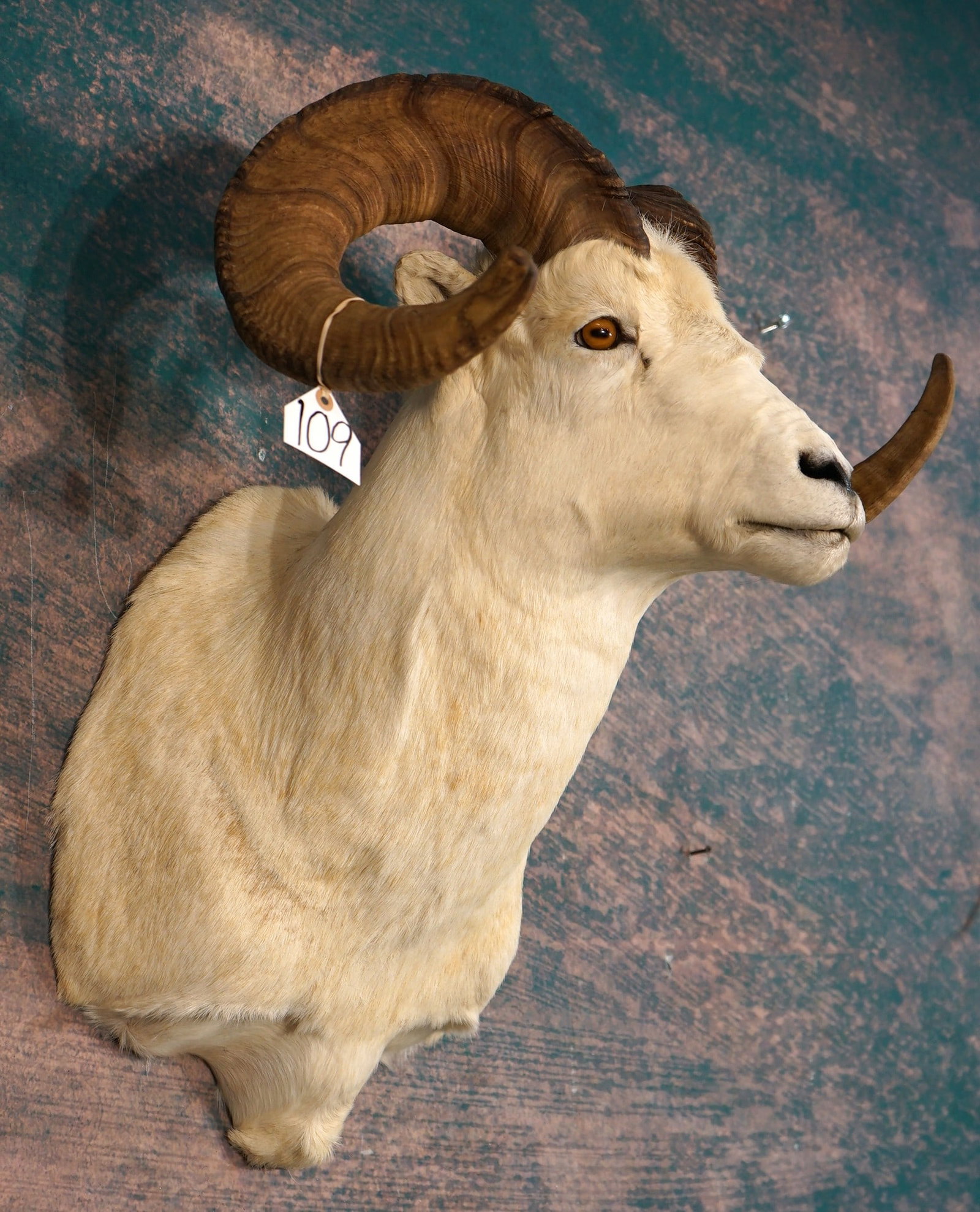 Alaskan Dall Sheep Shoulder Taxidermy Ram Mount (1 of 4)