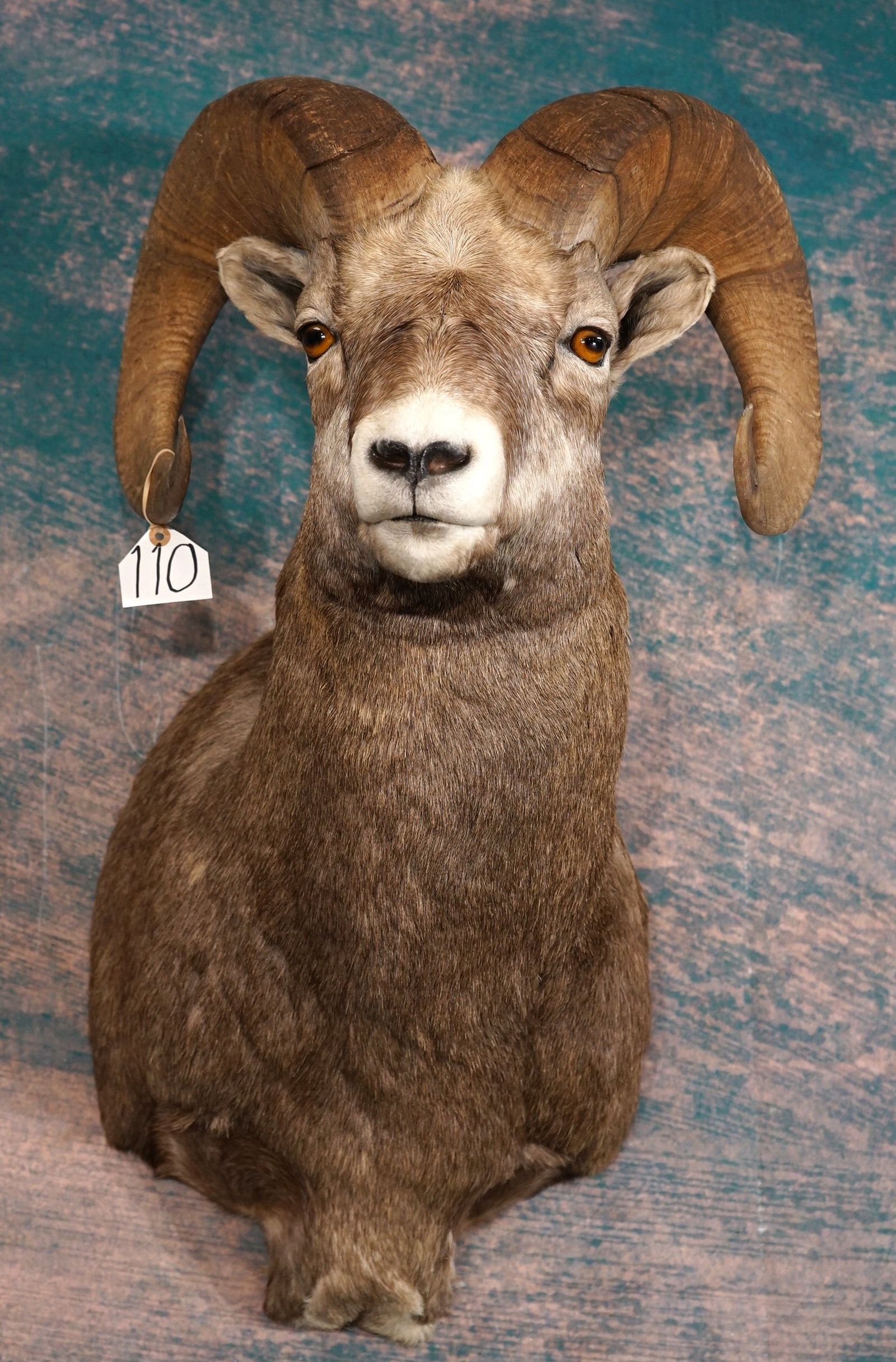 Rocky Mountain Bighorn Sheep Shoulder Taxidermy Ram Mount: This mount is clean and it is in mint condition. This Ram came from Colorado. The mount is lifelike and has great expression. The taxidermy quality is outstanding and this mount grades a solid 10.