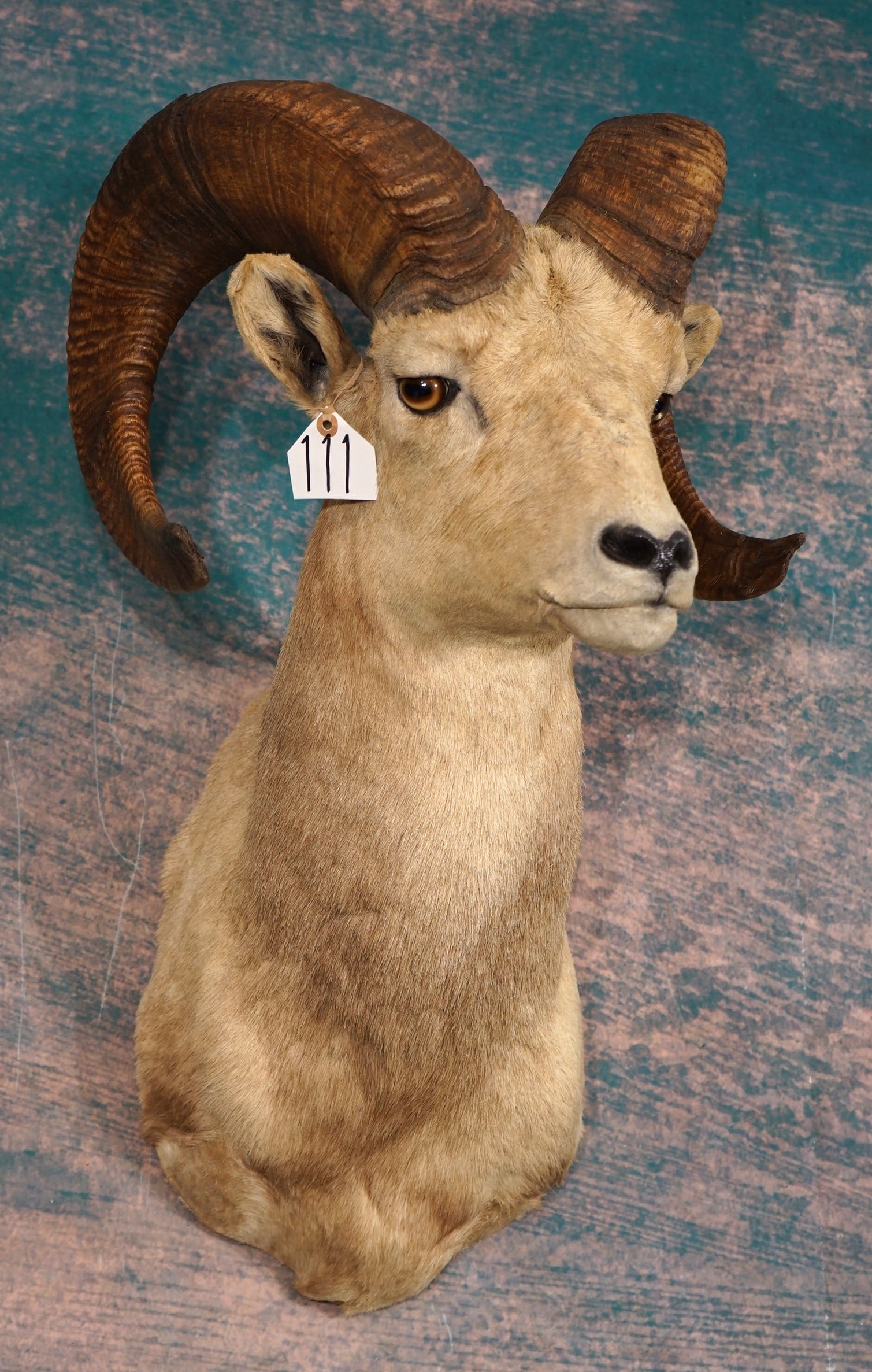Desert Bighorn Sheep Shoulder Taxidermy Ram Mount: This mount is clean and in very good condition. This is an older mount but it is structurally sound, and still looking very nice. The Ram has good expression and this mount grades a very nice 8.75.