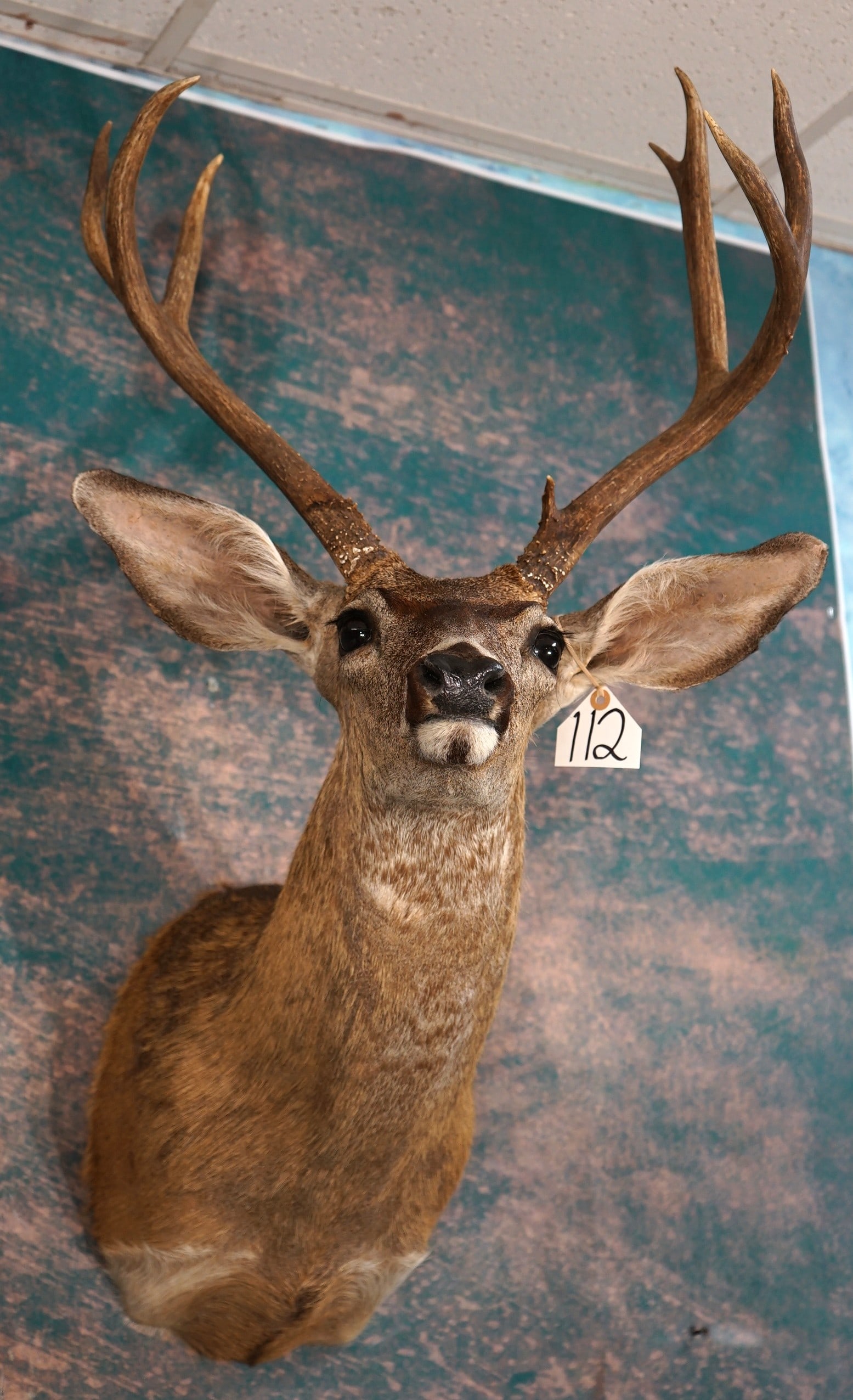 Columbian Blacktail Deer Shoulder Taxidermy Mount: This mount is clean and in mint-like condition. The taxidermy grade on a 1 to 10 scale rates a 9.25 in quality.