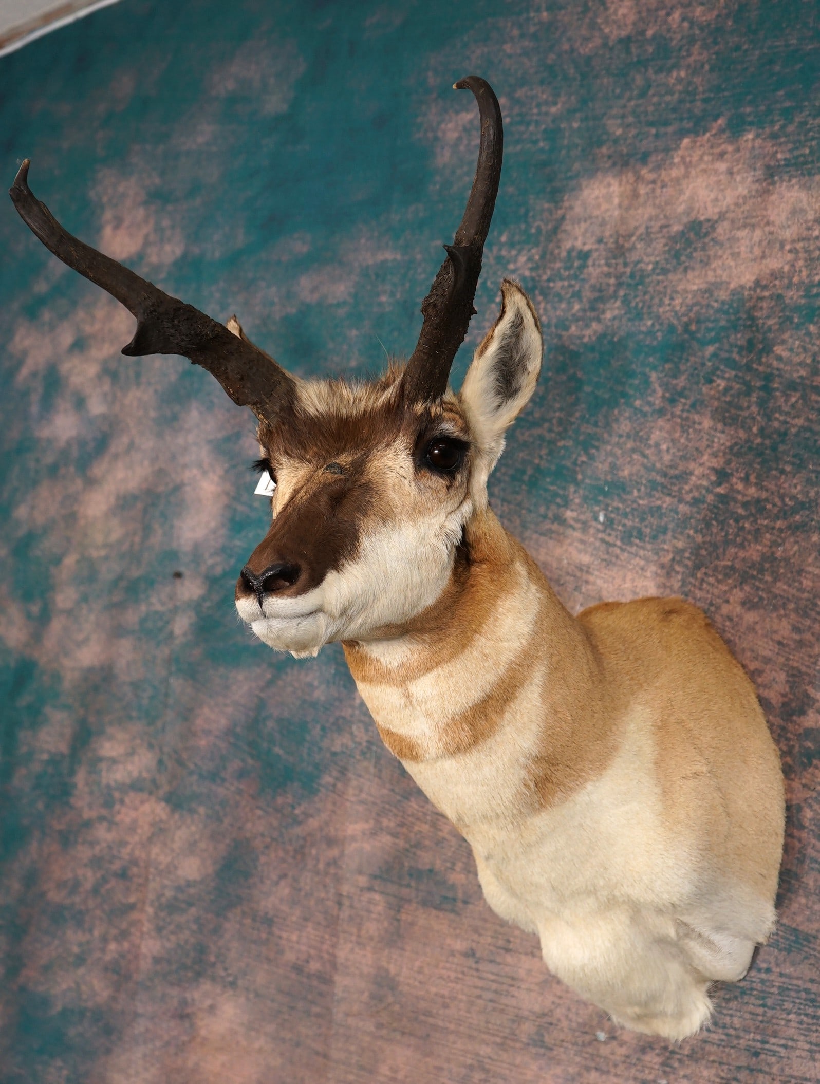 Pronghorn Antelope Shoulder Taxidermy Mount: This is a clean mount that is in excellent condition. This mount is very lifelike with outstanding taxidermy. This mount grades a perfect 10.