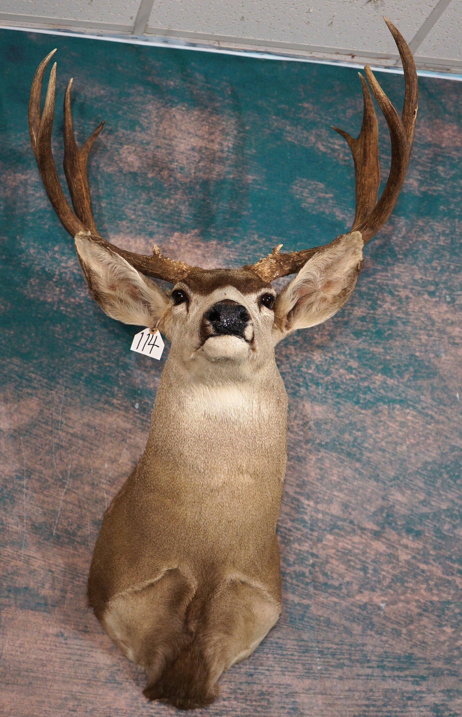 Mule Deer Shoulder Taxidermy Mount: This is a clean mount that is in excellent condition. This Muley has a good size rack with good expression. The taxidermy quality is excellent, and this Buck grades a 9.25.