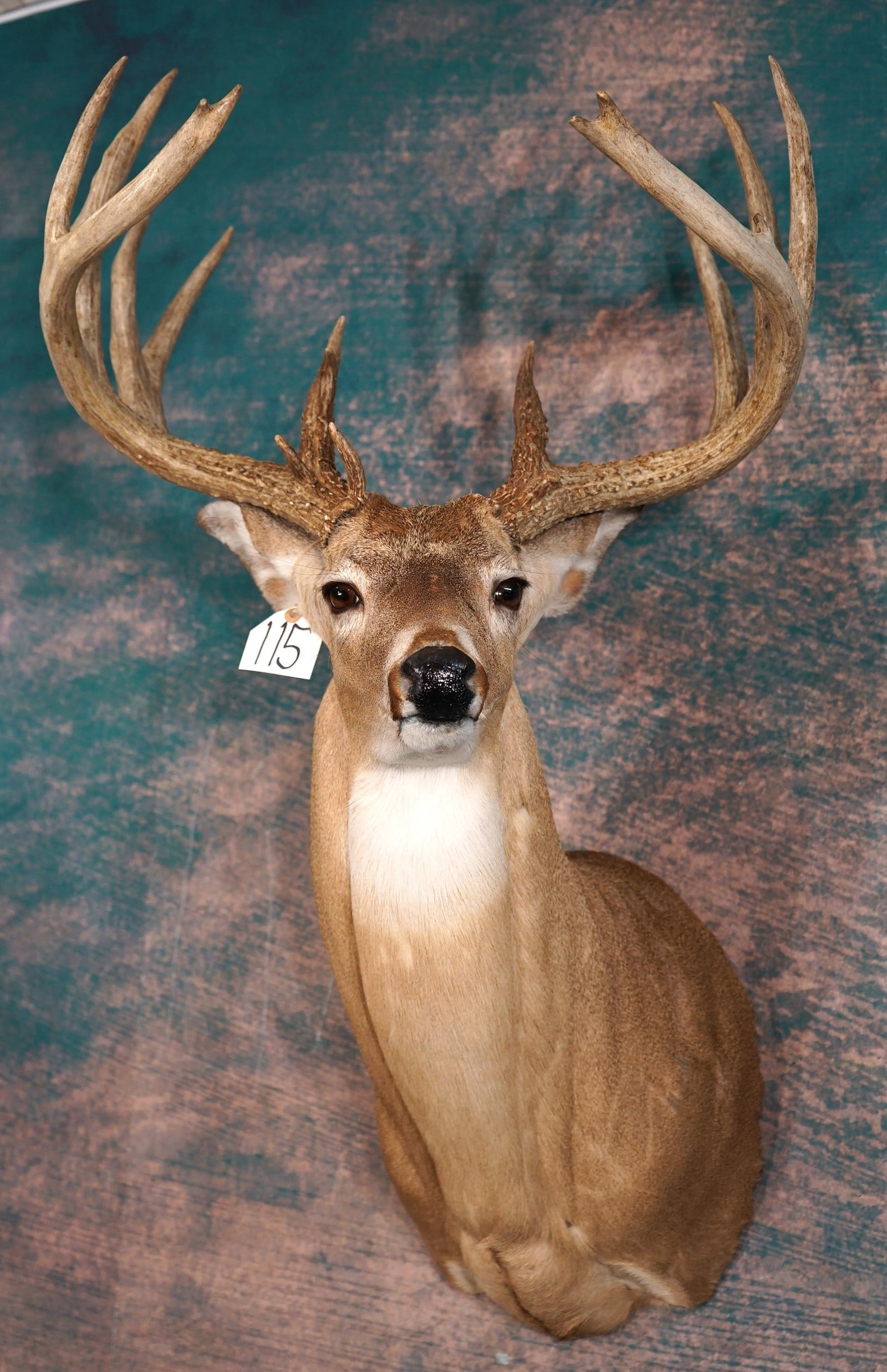 Big 16pt. Whitetail Deer Shoulder Taxidermy Mount: This mount is clean and in excellent condition. This Buck will gross score 170 or more. The mount is lifelike, and has great presence. The taxidermy quality is excellent, and this Buck grades a high 9