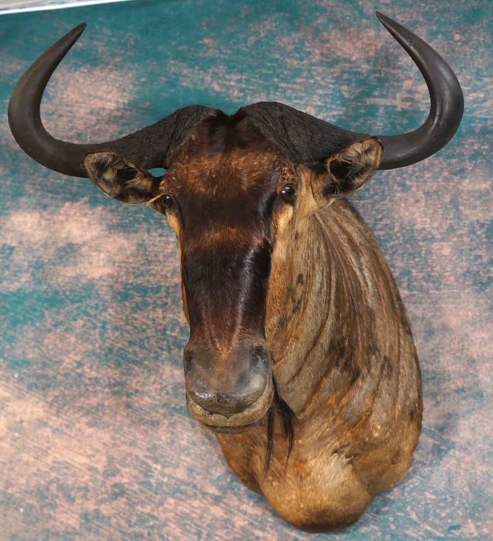 Blue Wildebeest Shoulder Taxidermy Mount: This is a clean mount that is in excellent condition. This is a large Record Class Bull. The taxidermy quality grades a 9.