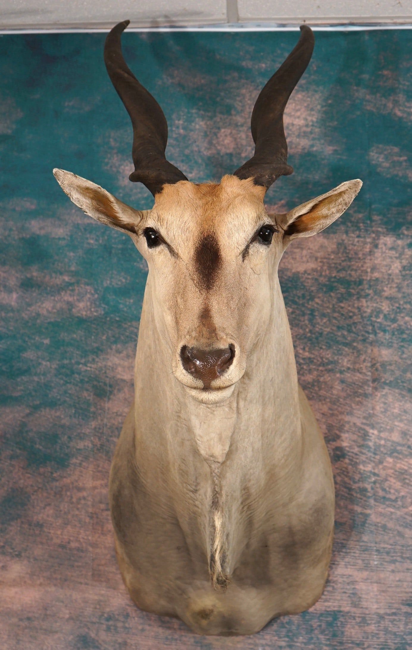African Cape Eland Shoulder Taxidermy Mount: This mount is clean and in excellent condition. The taxidermy quality is excellent, and this mount is very lifelike. This Eland grades a very good 9.