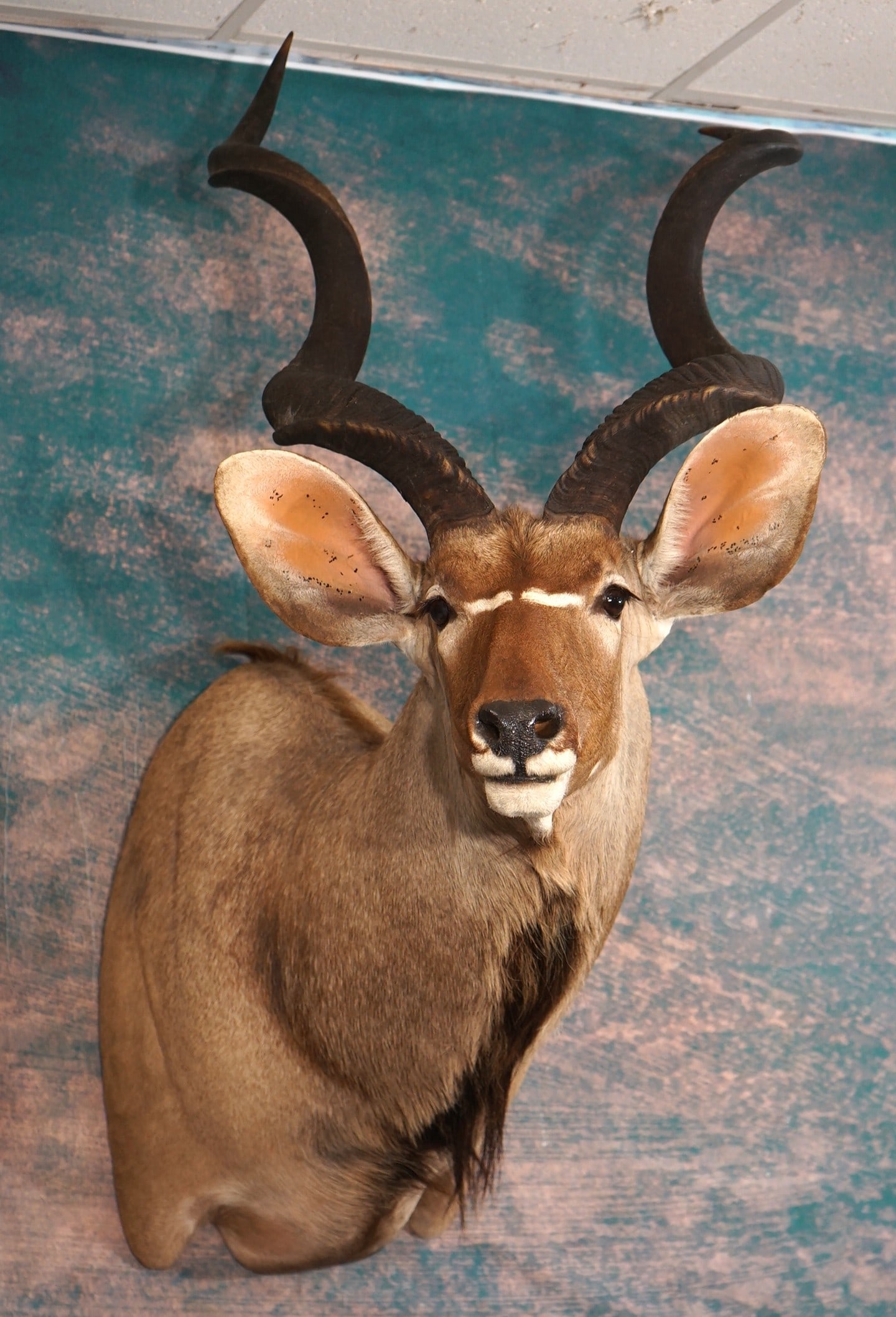 African Cape Kudu Shoulder Taxidermy Mount: This mount is clean and in excellent condition. The mount is regal and lifelike. The taxidermy quality is excellent, and this mount grades a high 9.5.