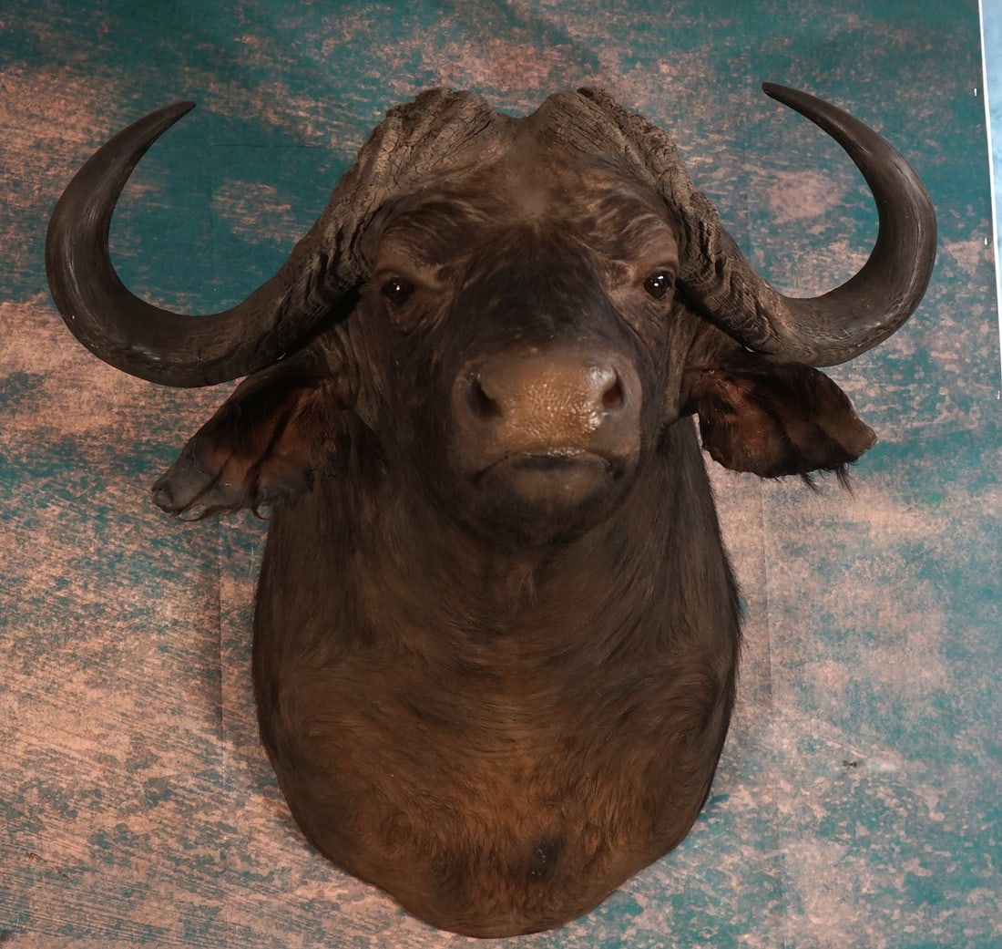 African Cape Buffalo Shoulder Taxidermy Mount: This mount is clean and it is in excellent condition. The mount has great detail and good expression. The taxidermy quality grades a very good 9.