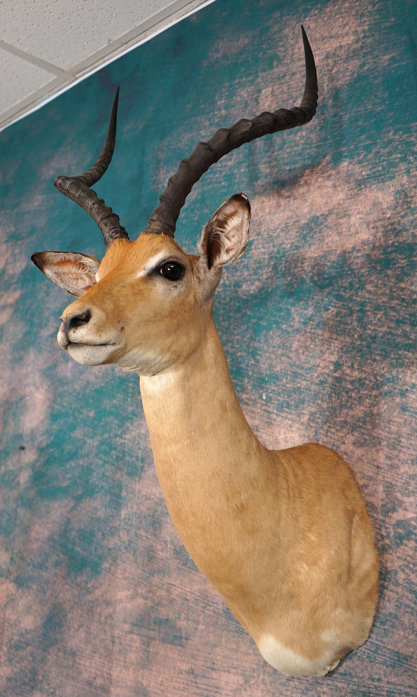 African Impala Ram Shoulder Taxidermy Mount: This mount is clean and in excellent condition. The taxidermy quality is outstanding and this regal Impala grades a solid 10.