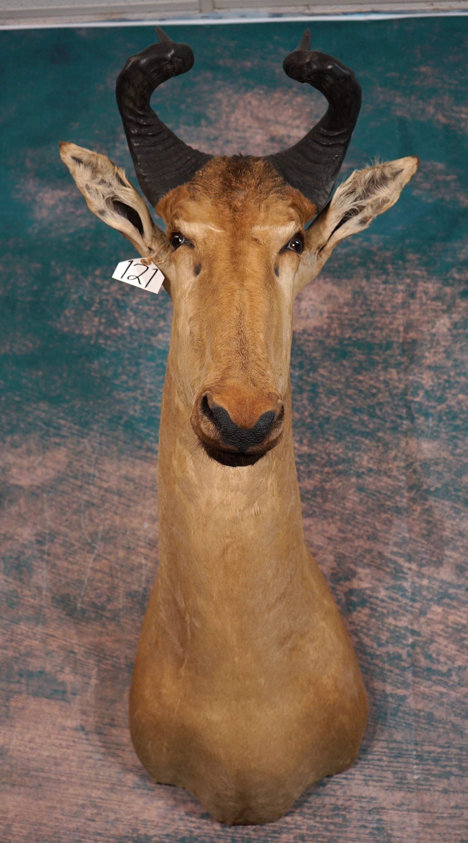 African Lichtenstien's Hartebeest Shoulder Taxidermy Mount: This is a clean mount that is in excellent condition. The mount is lifelike with nice detail. The quality of the taxidermy is excellent, and this mount grades a 9.5.