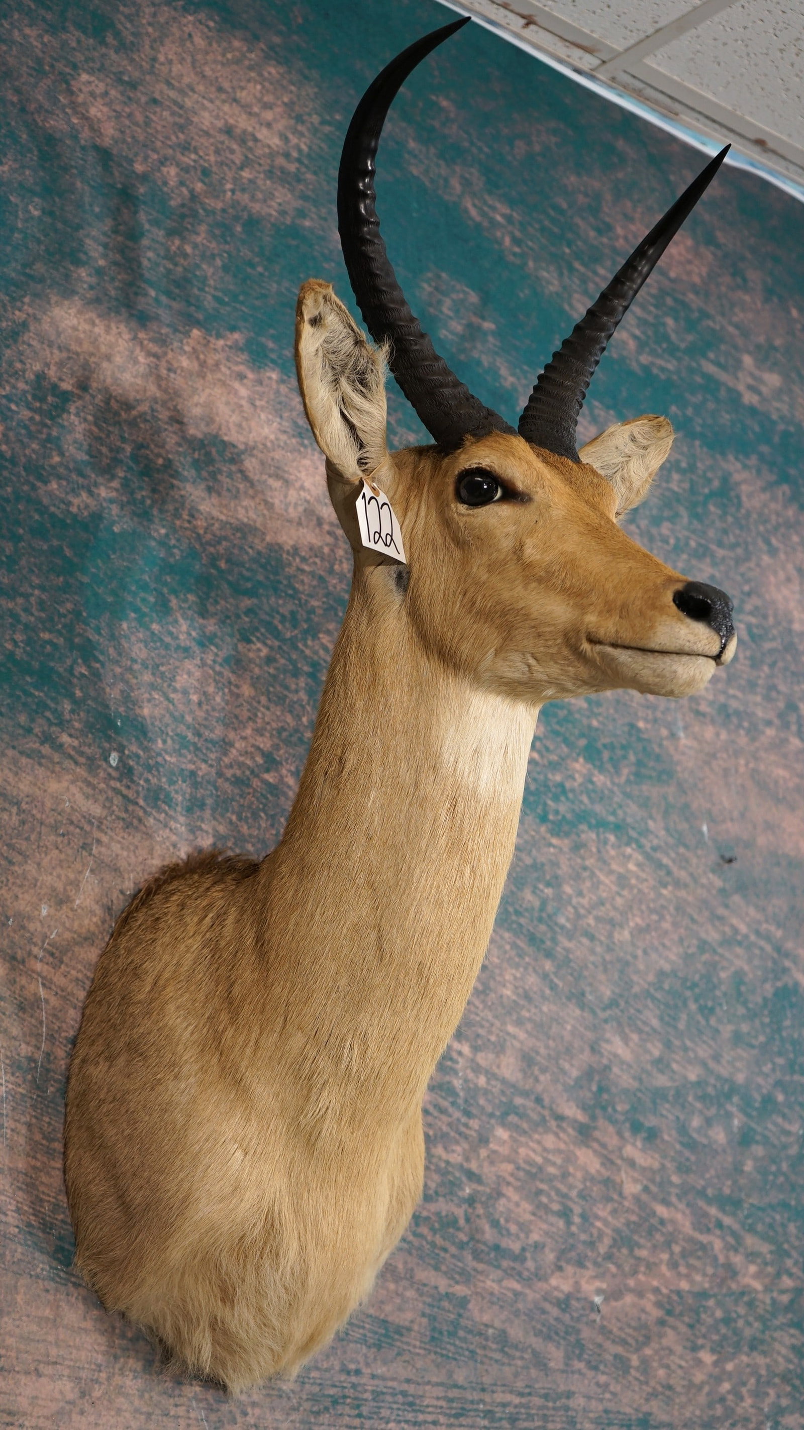 African Common Reedbuck Antelope Shoulder Taxidermy Mount: This is a clean mount that is in excellent condition. The mount has a lifelike alert appearance. The taxidermy quality grades a very high 9.5.