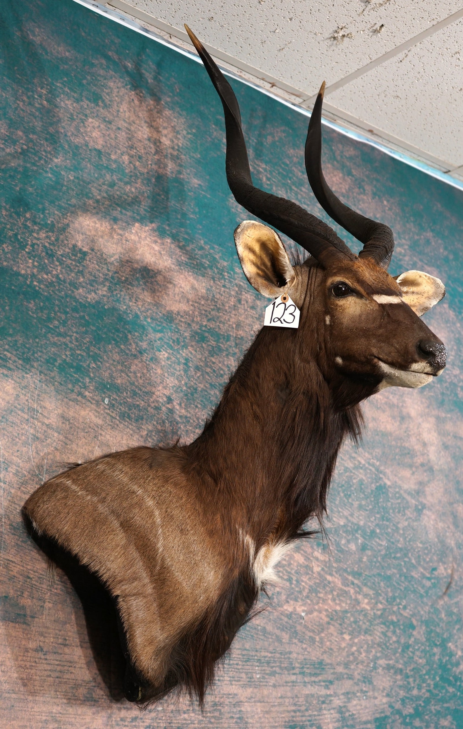 African Southern Nyala Antelope Shoulder Taxidermy Mount: This mount is clean and it is in mint condition. The Nyala has a natural and lifelike pose. The expression is good. The taxidermy quality is outstanding. This mount grades a good solid 10.