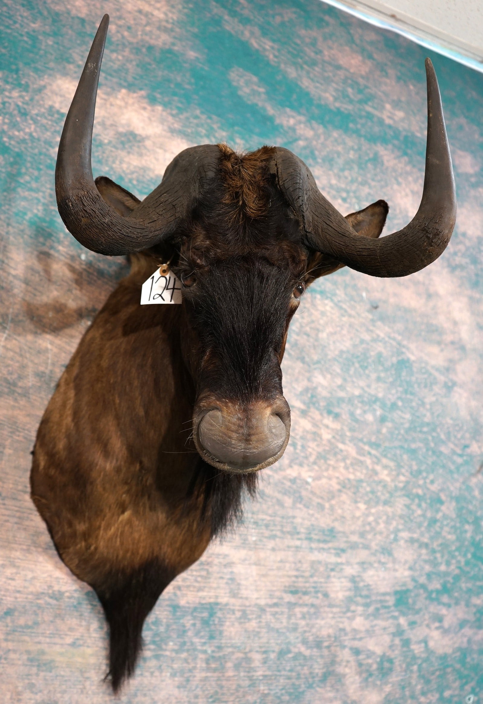 African Black Wildebeest Shoulder Taxidermy Mount: This is a clean mount that is in mint-like condition. This is a Record Class Bull with a good lifelike appearance. The taxidermy is outstanding, and grades a solid 10.