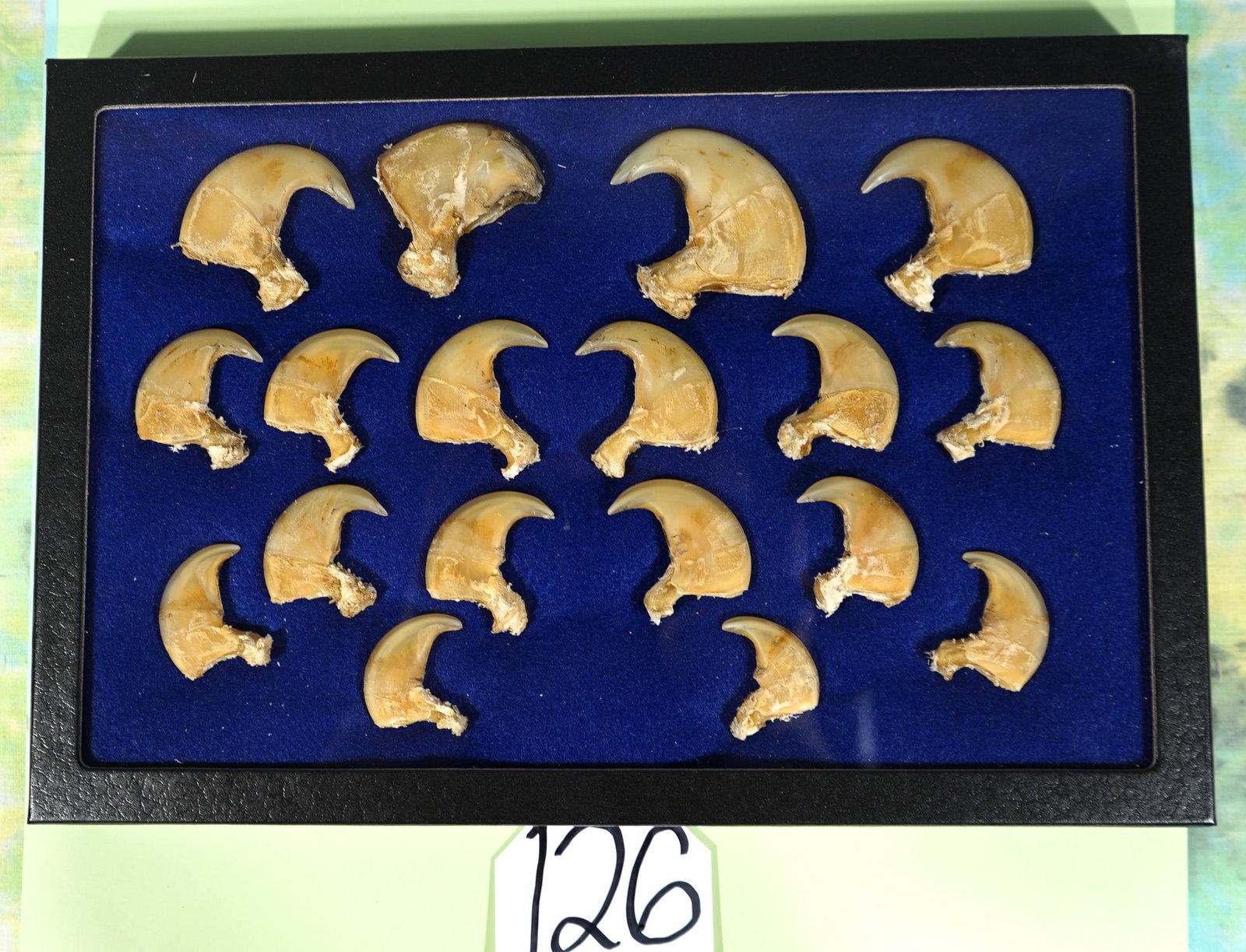 Complete Set of Male African Lion Claws in Display Case **Texas Residents Only!** (1 of 3)