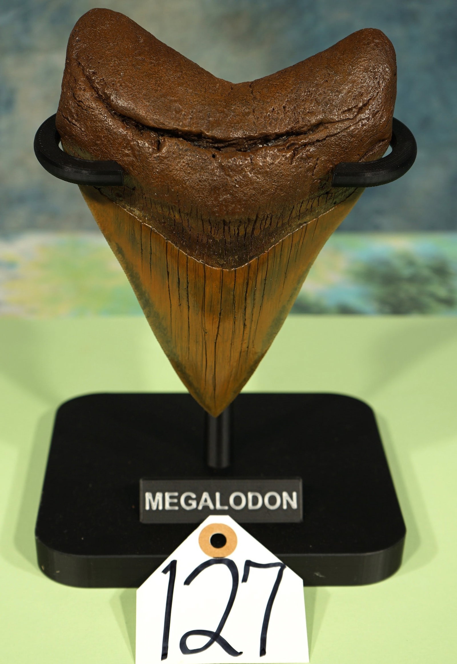 Huge! Collector's 6 1/8" Megalodon Prehistoric Fossil Shark Tooth: This tooth is in pristine condition, with excellent enamel and serrations. The light rustic brown color really shines on this enormous tooth. For every one inch of tooth, there was 10 feet of Shark. S