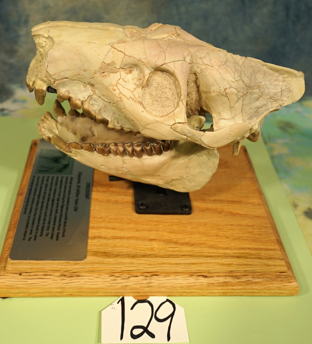Authentic Oligocene Oreodont Complete Fossil Skull on Display Stand: Oreodonts were prolific family of North American Sheep sized animals that lived during the Oligocene and Miocene periods. Despite their large canine teeth, these animals were grazers and totally herbi