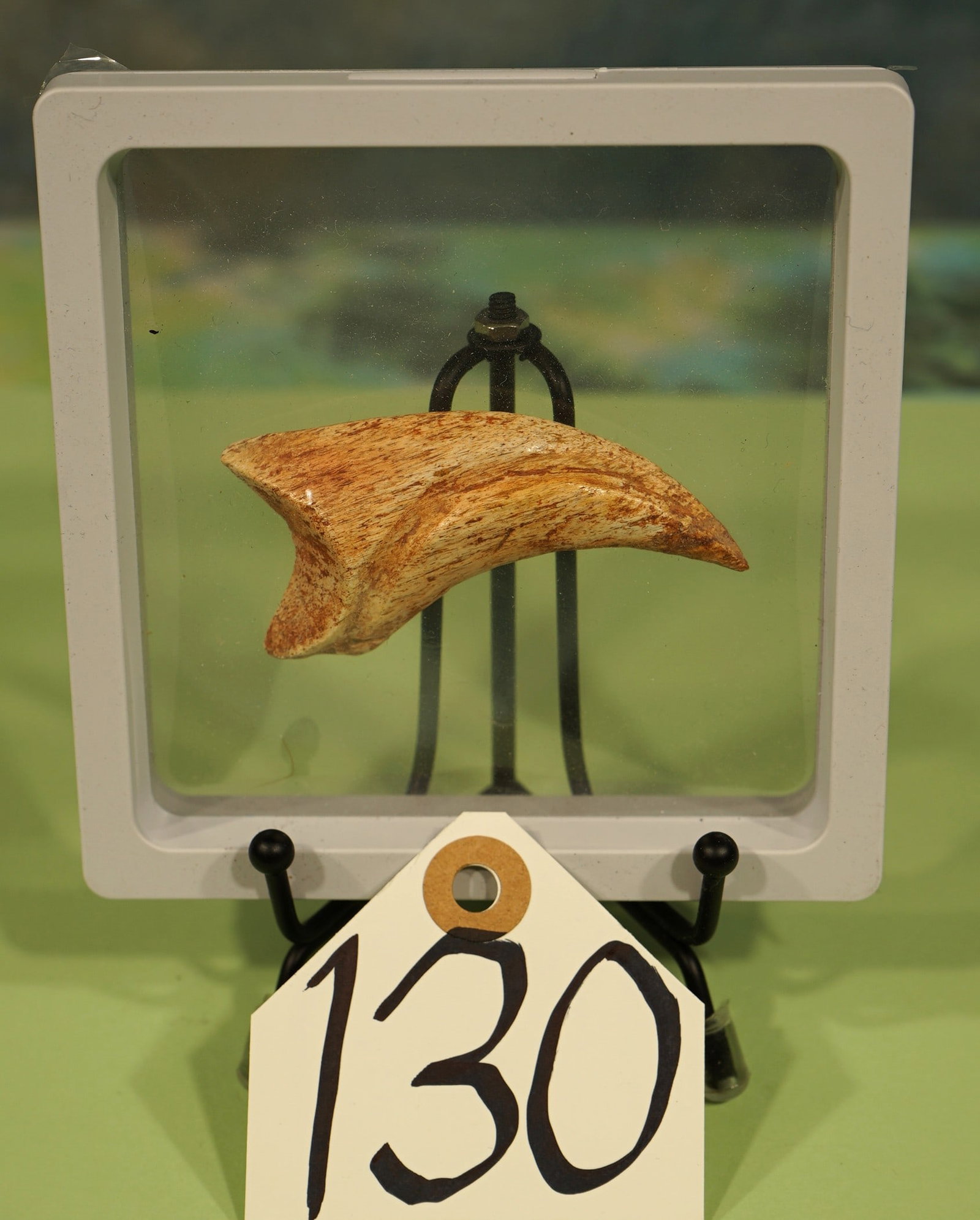 Authentic Deltadromeus "Large Raptor" Dinosaur Hand Claw in Fossil Display Case (1 of 3)