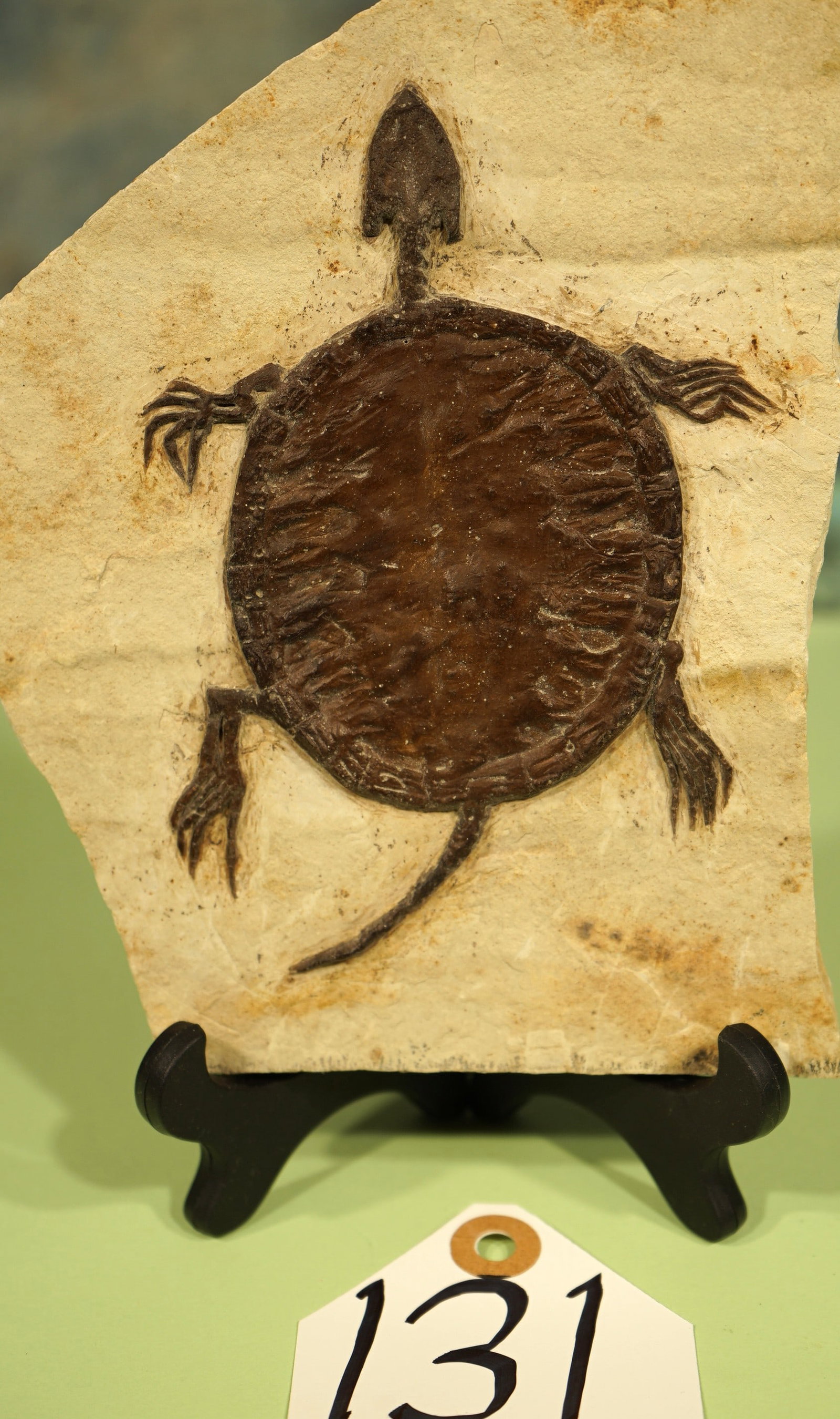 Authentic Prehistoric Fossil Turtle in Matrix (1 of 4)