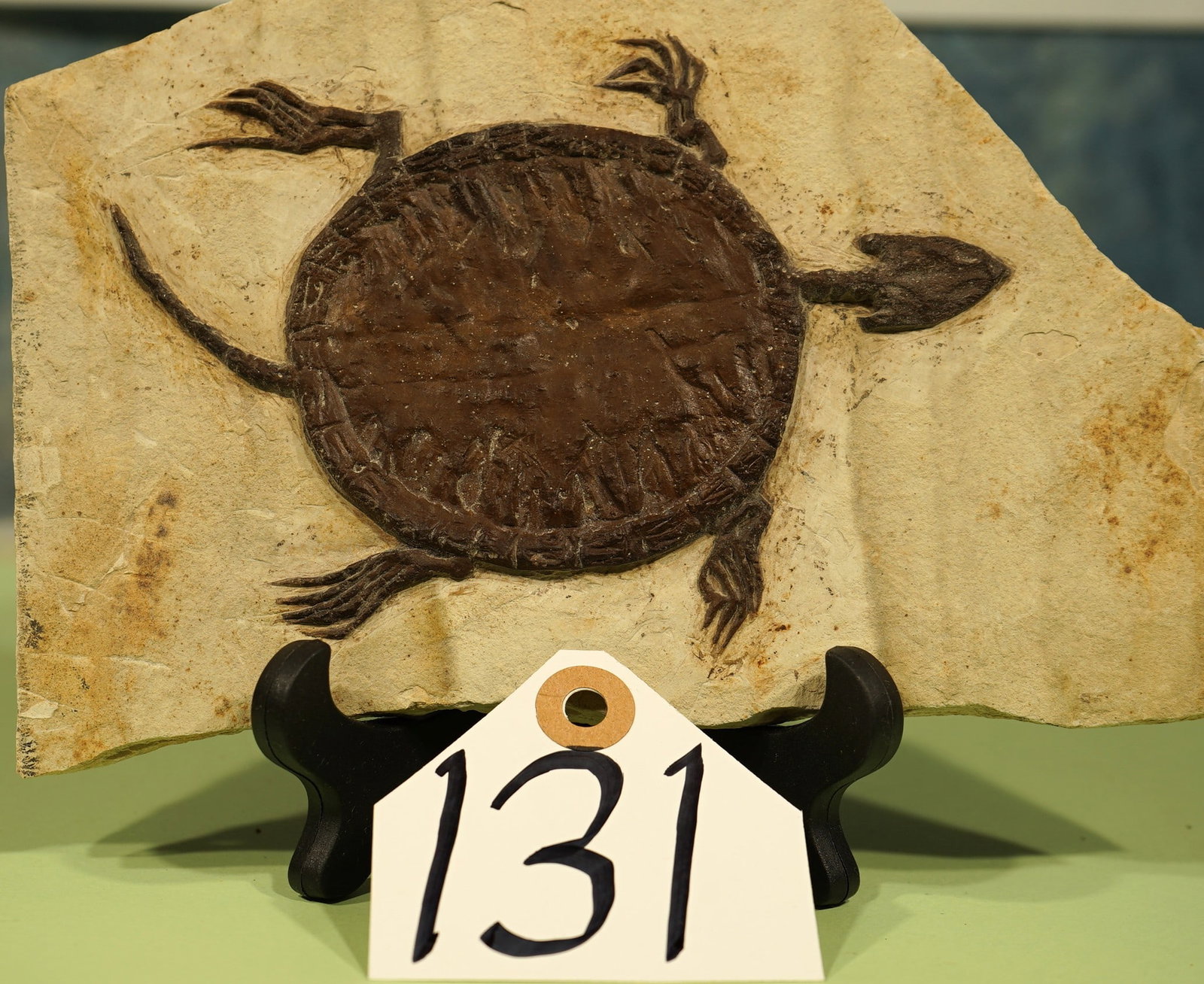 Authentic Prehistoric Fossil Turtle in Matrix - 2