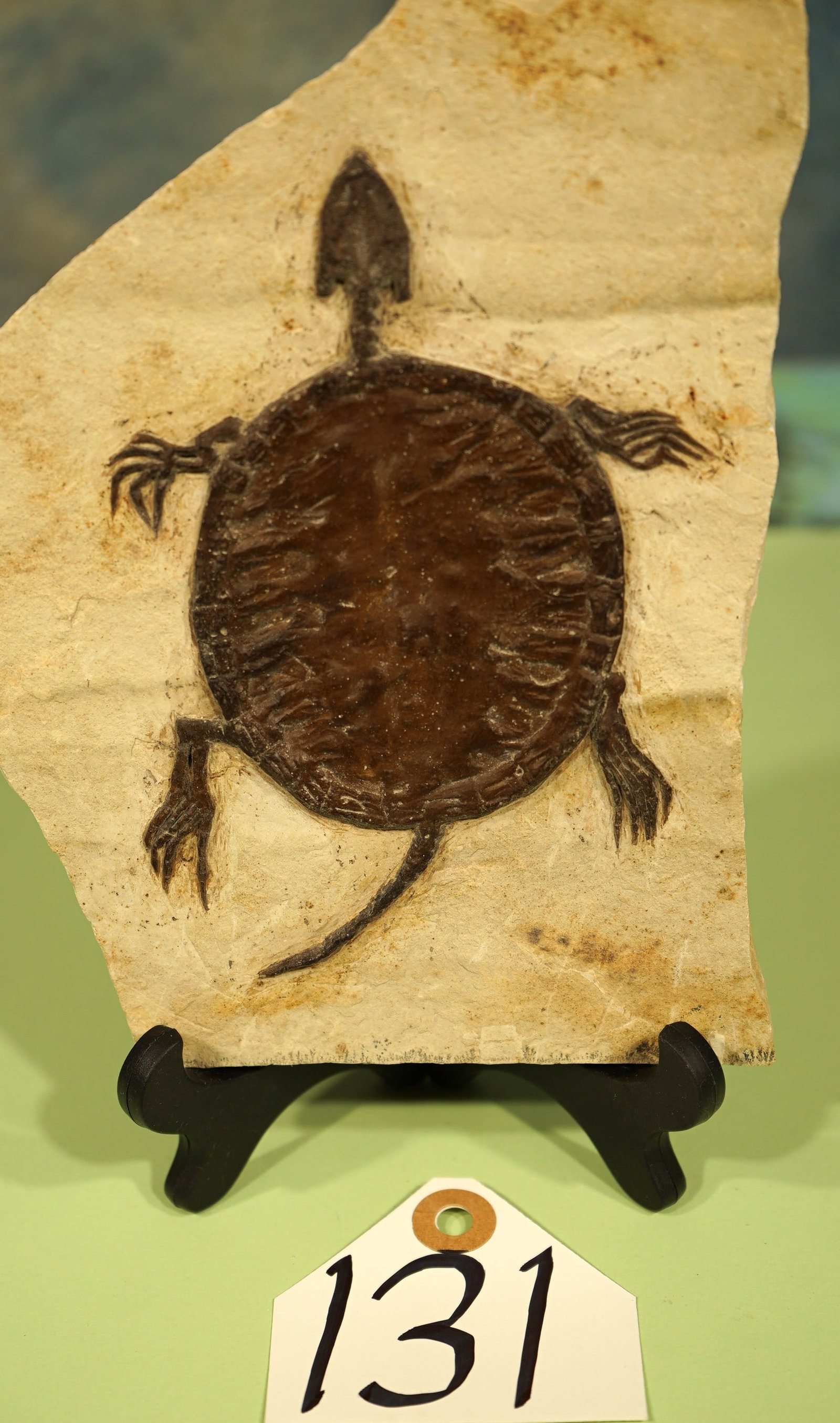 Authentic Prehistoric Fossil Turtle in Matrix - 3
