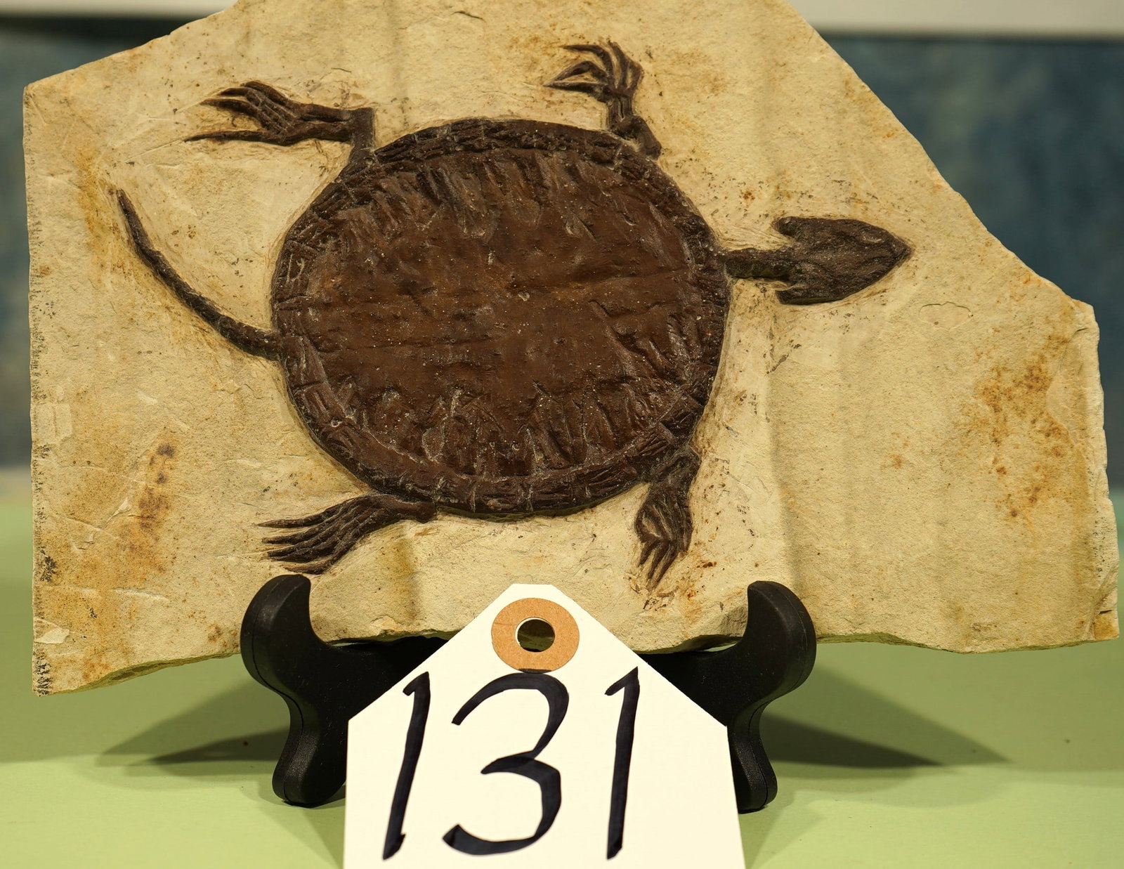 Authentic Prehistoric Fossil Turtle in Matrix - 4