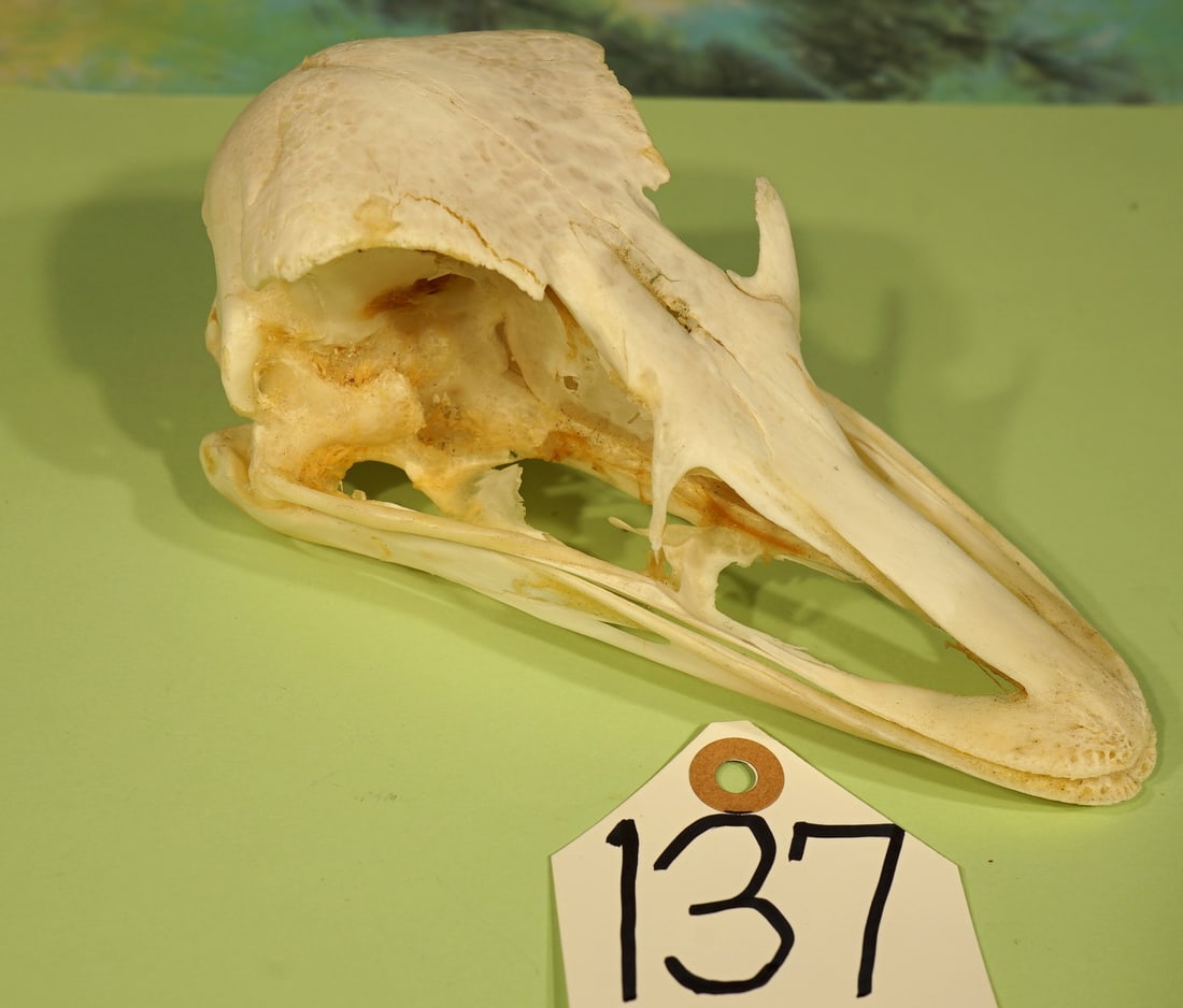 Complete Ostrich Skull Taxidermy: This is a clean skull in very good condition. The skull is missing a small eye orbital bone in front of the right eye socket. Other than this, the skull is complete and ready for display.