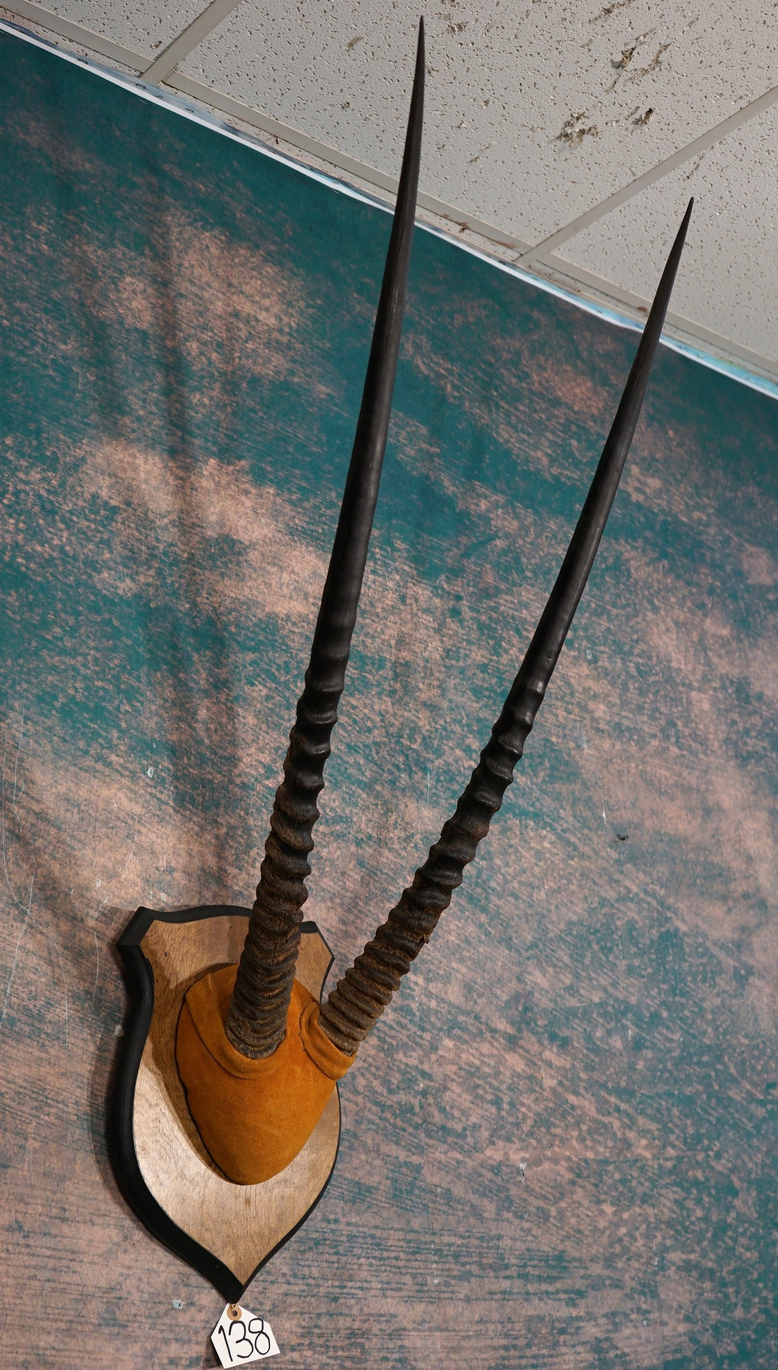 African Kalahari Springbuck Gemsbuck Antelope Horns on Panel Taxidermy: This set of horns are from a decent size Bull. The mount is clean and in excellent condition.
