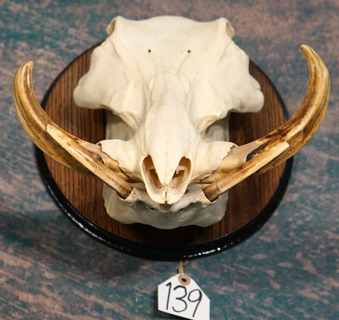 African Warthog Complete Skull on Panel Taxidermy: This Skull is clean and in excellent condition. This is a mature Boar.
