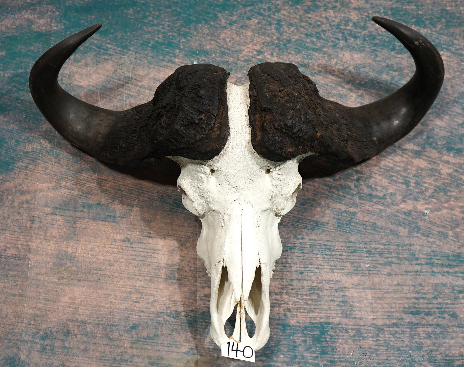 African Cape Buffalo Skull Taxidermy: This skull is clean and in excellent condition. The skull is from an average size mature Bull.