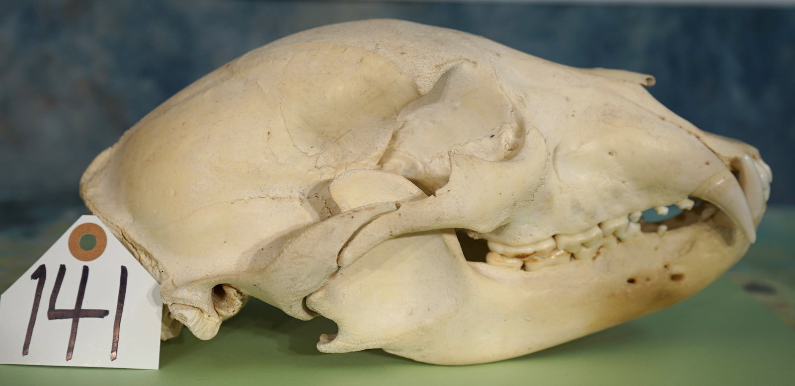 Complete Black Bear Skull Taxidermy: This skull is clean and in excellent condition. All the teeth are present, and this skull is damage free.
