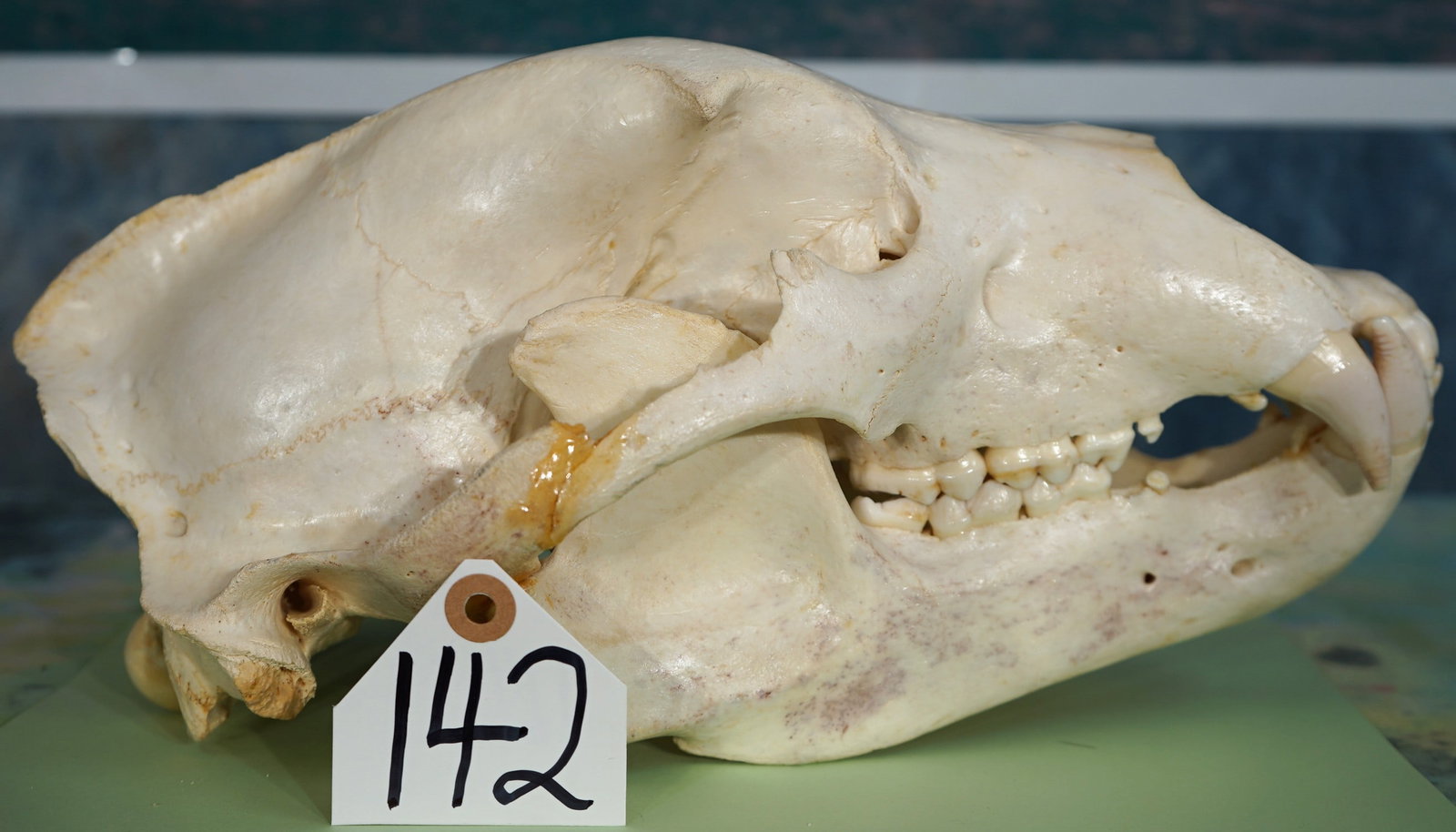 Complete Grizzly Bear Skull Taxidermy (1 of 3)