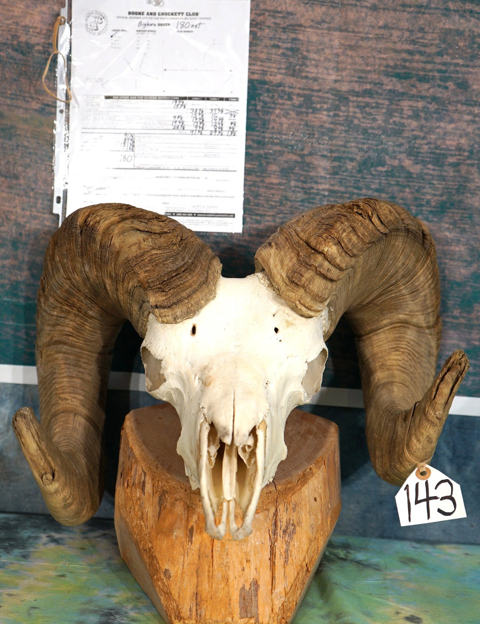 Boone & Crockett Rocky Mountain Bighorn Sheep Skull Taxidermy: This skull is clean and in excellent condition. The horns measure 38 6/8" x 37 2/8" long around the curls. The bases are 16" x 15 6/8" inches around. The Ram gross scored 181 3/8", and net scores 180,