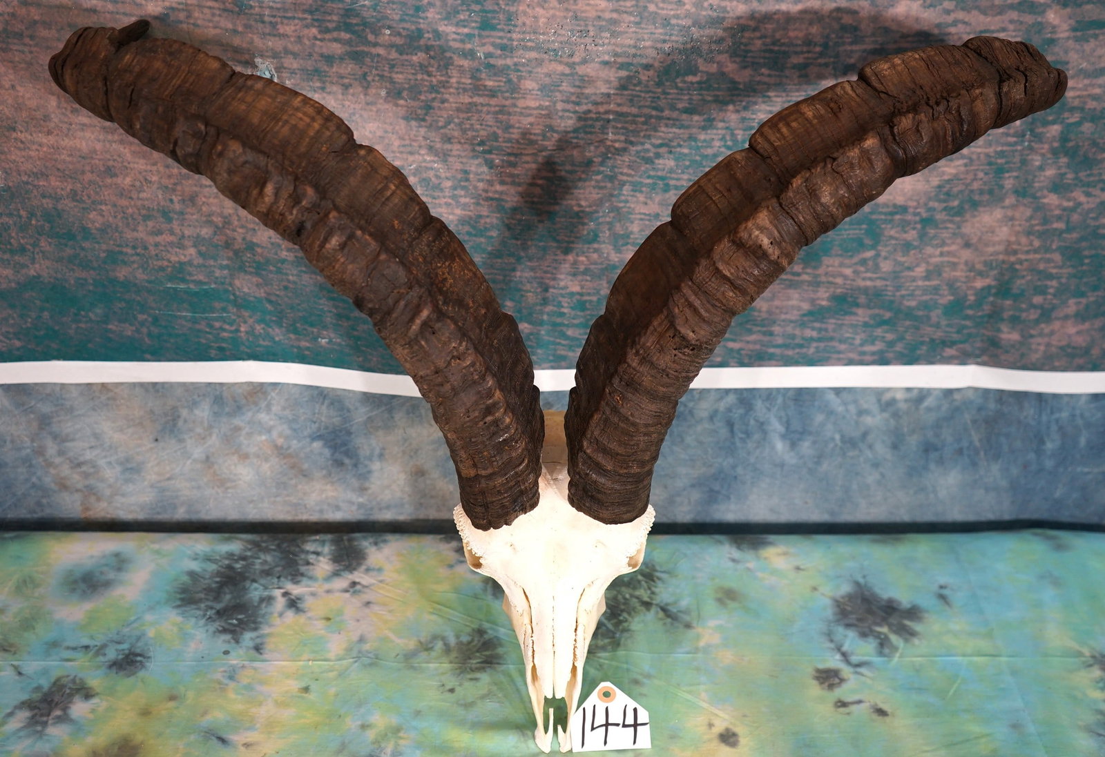 Spanish Gredos Ibex Skull Taxidermy (1 of 4)
