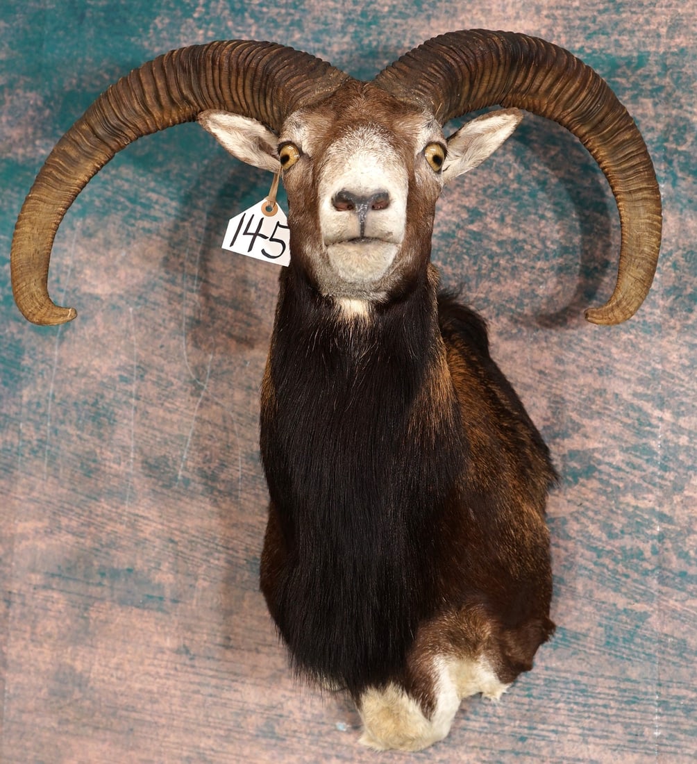 European Mouflon Sheep Shoulder Taxidermy Mount: This mount is clean and in mint-like condition. The taxidermy quality is excellent, and this mount grades a high 9.5.