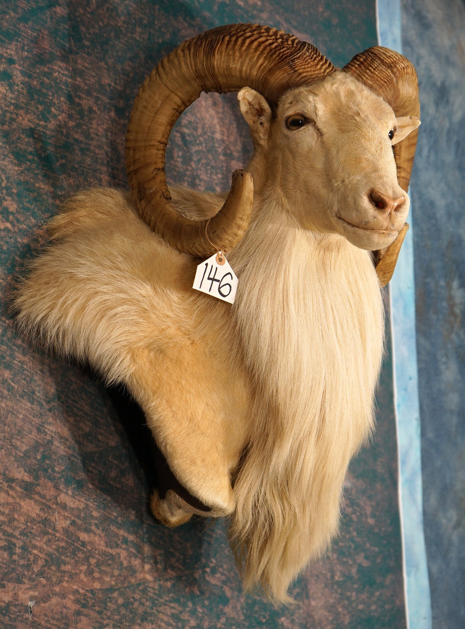 Awesome Texas Dall Sheep Shoulder Taxidermy Ram Mount: This mount is clean and in mint condition. This mount is clean and in mint condition. The mount is taxidermy competition piece. The Ram has great expression, and is very lifelike. This Ram grades a su